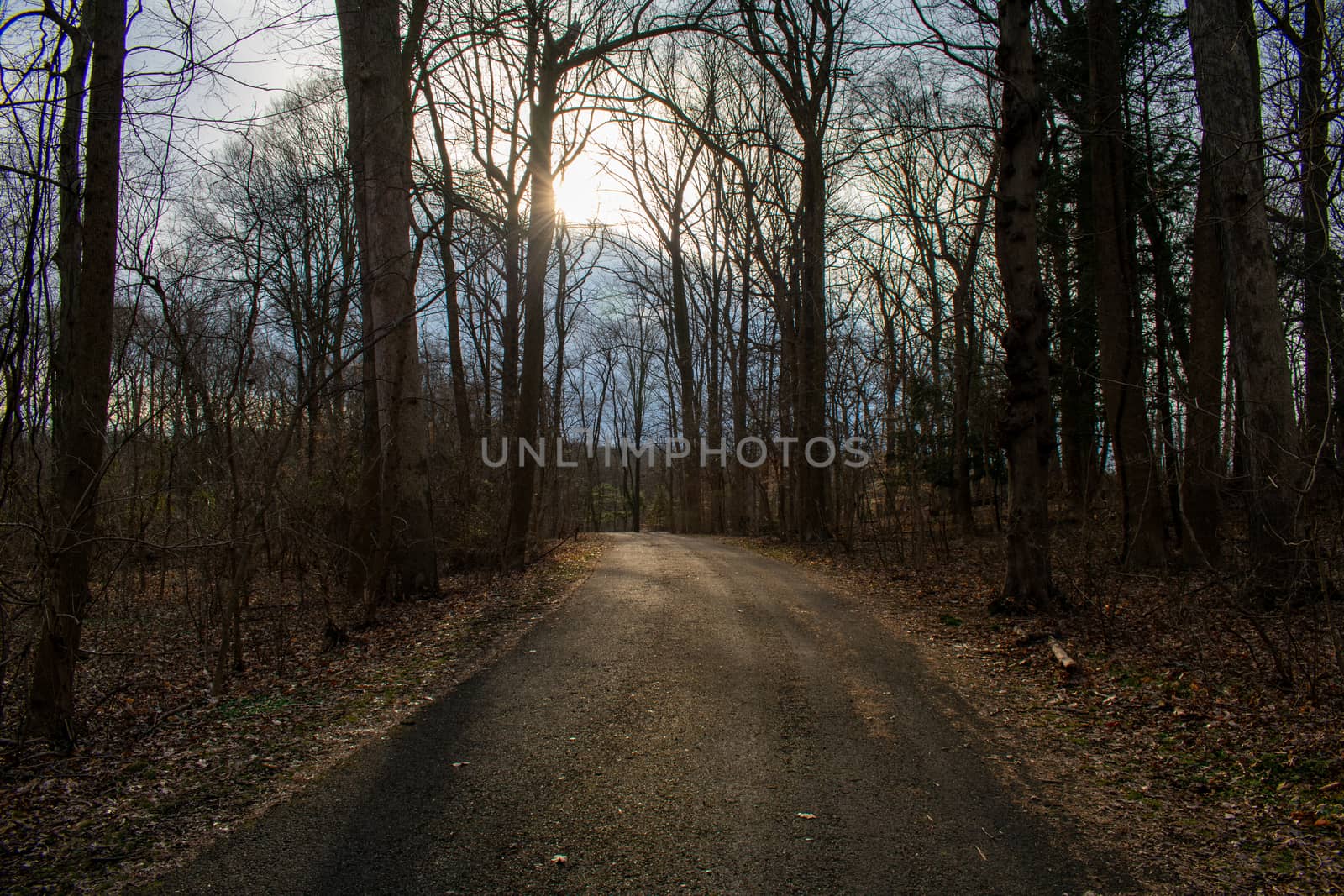 A Blacktop Path in a Dead Winter Forest With a Bright Sunset Beh by bju12290