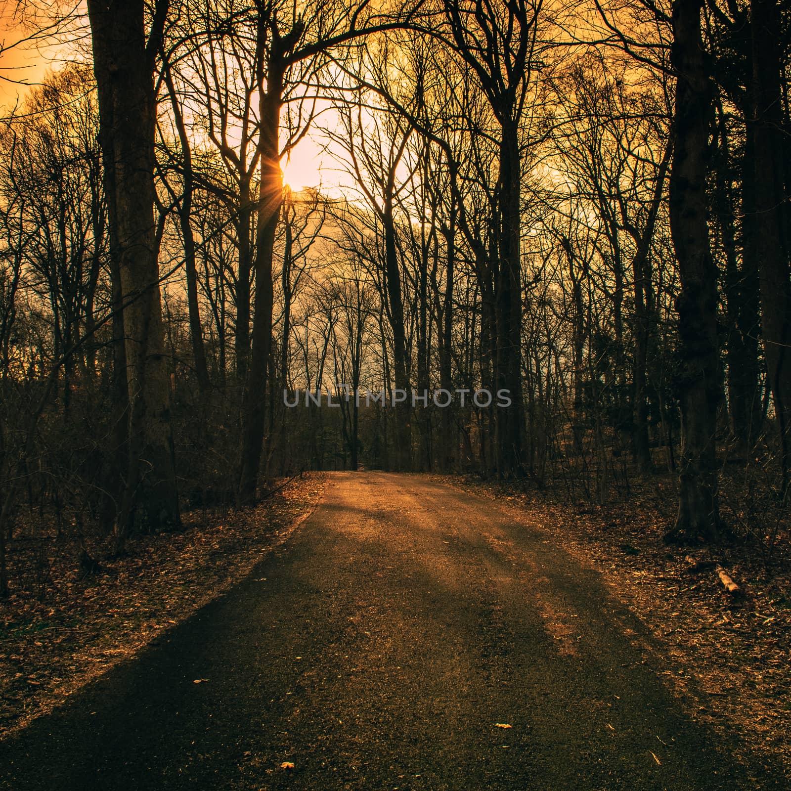 A Blacktop Path in a Dead Winter Forest With a Bright Sunset Beh by bju12290