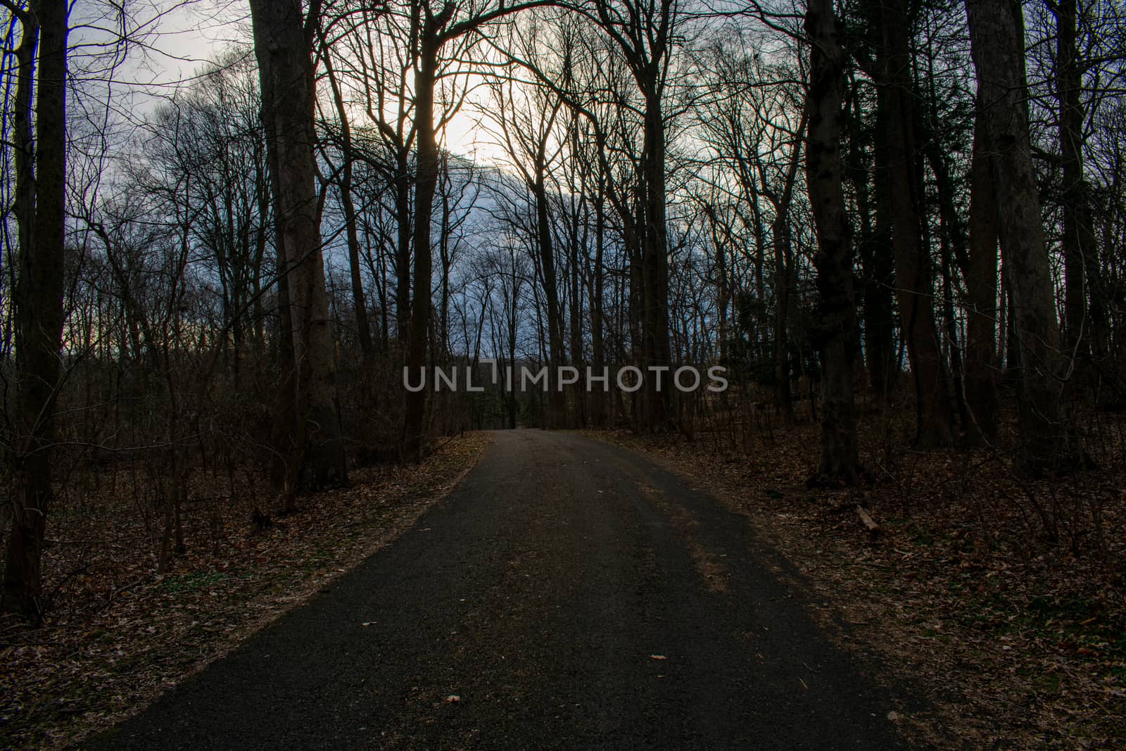 A Blacktop Path in a Dead Winter Forest With a Bright Orange Sunset Behind It