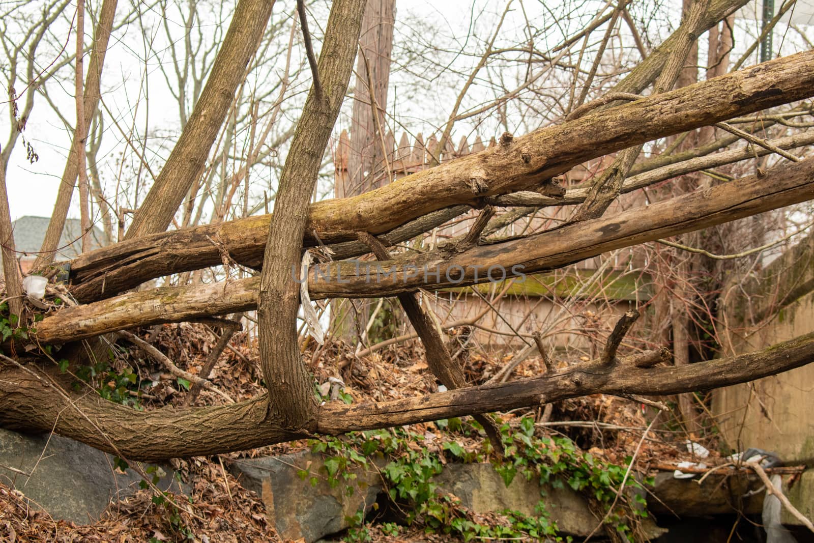 Large Fallen Tree Branches Suspended Over a Grassy Hill by bju12290