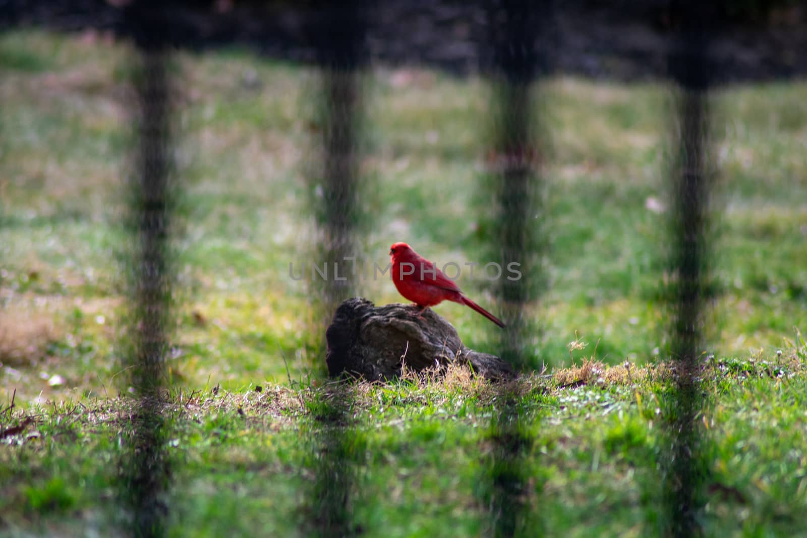 Looking Through a Black Fence at a Cardinal Sitting on a Rock by bju12290