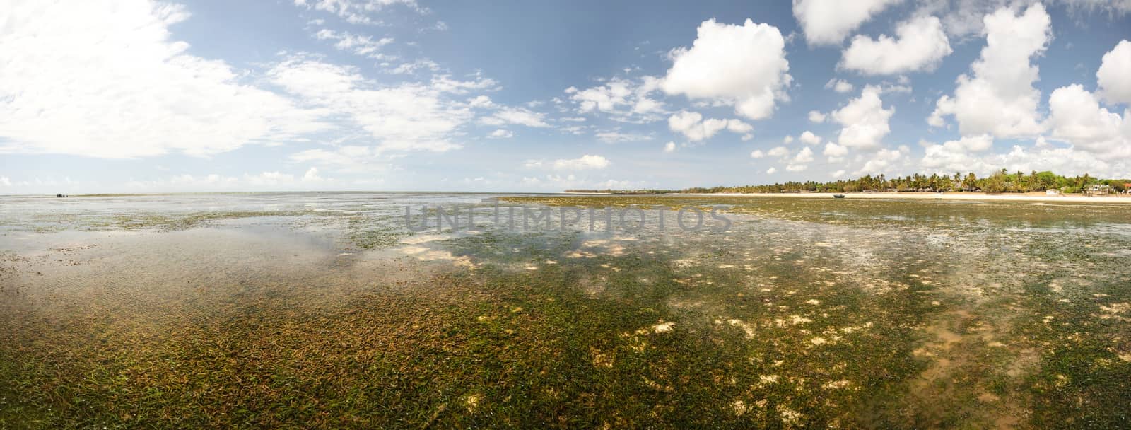 Wide panorama of empty shore, low water on sand with sea kelp an by Ivanko