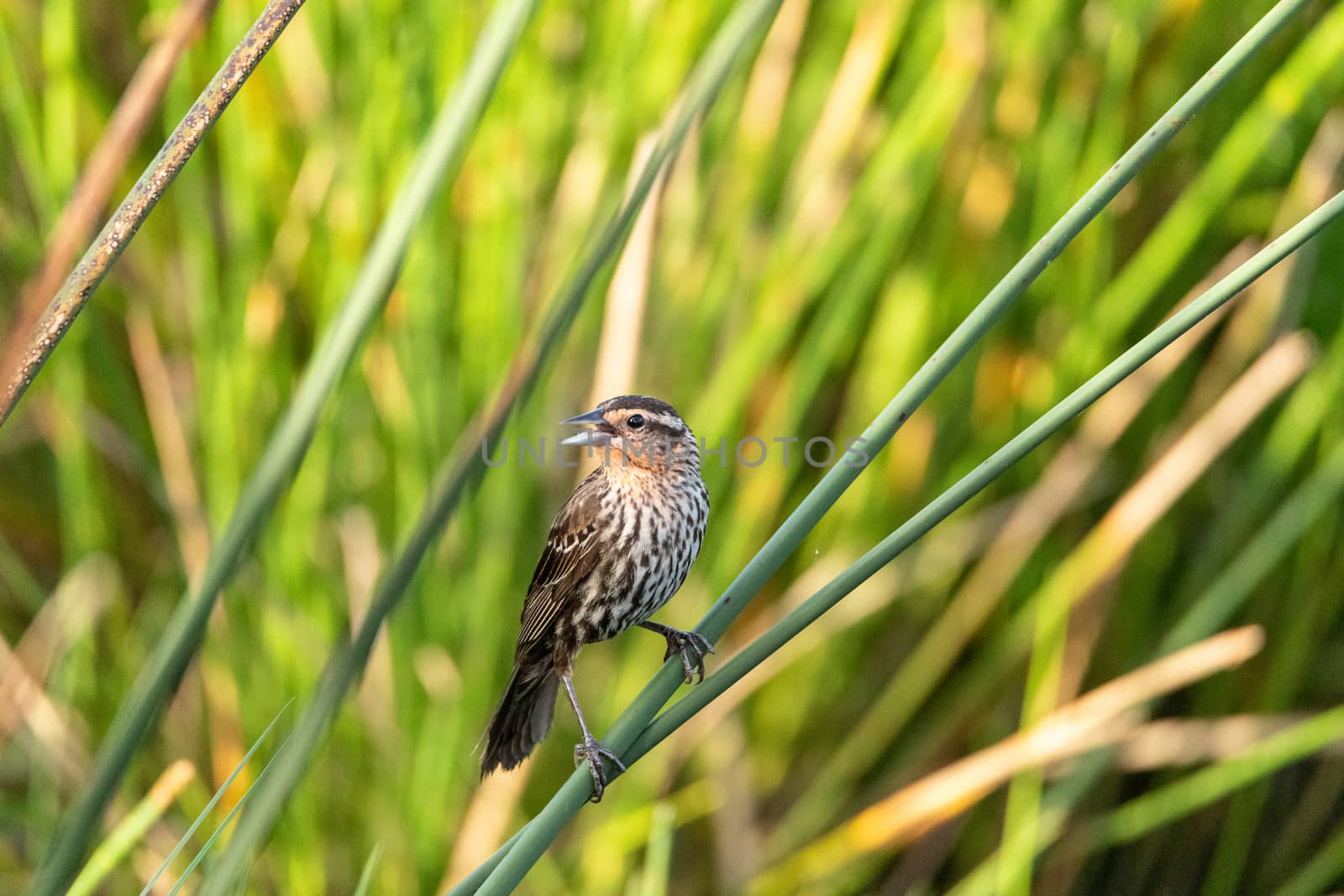 Female red winged blackbird Agelaius phoeniceus in the reeds by steffstarr