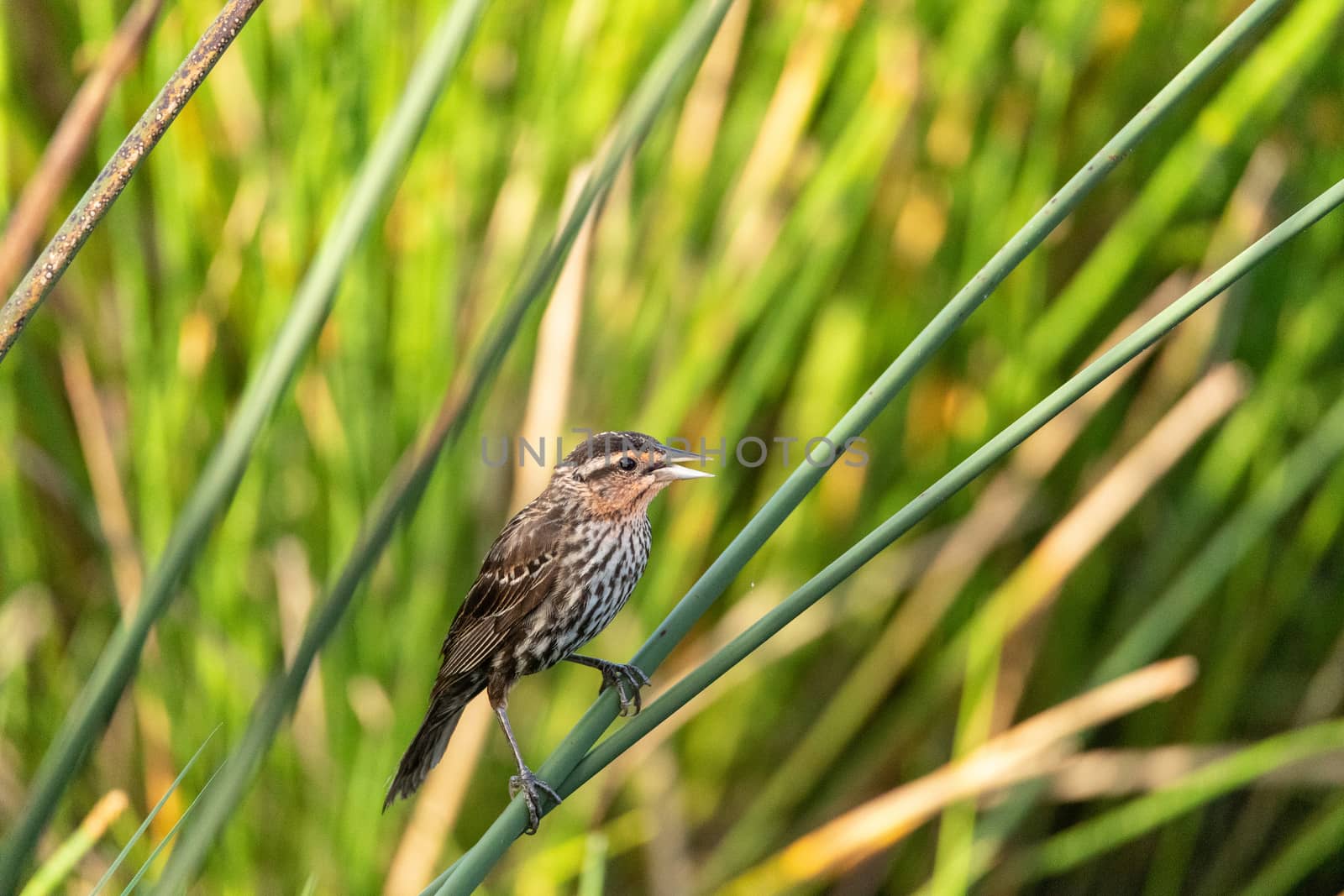 Female red winged blackbird Agelaius phoeniceus in the reeds of a marsh in Sarasota, Florida