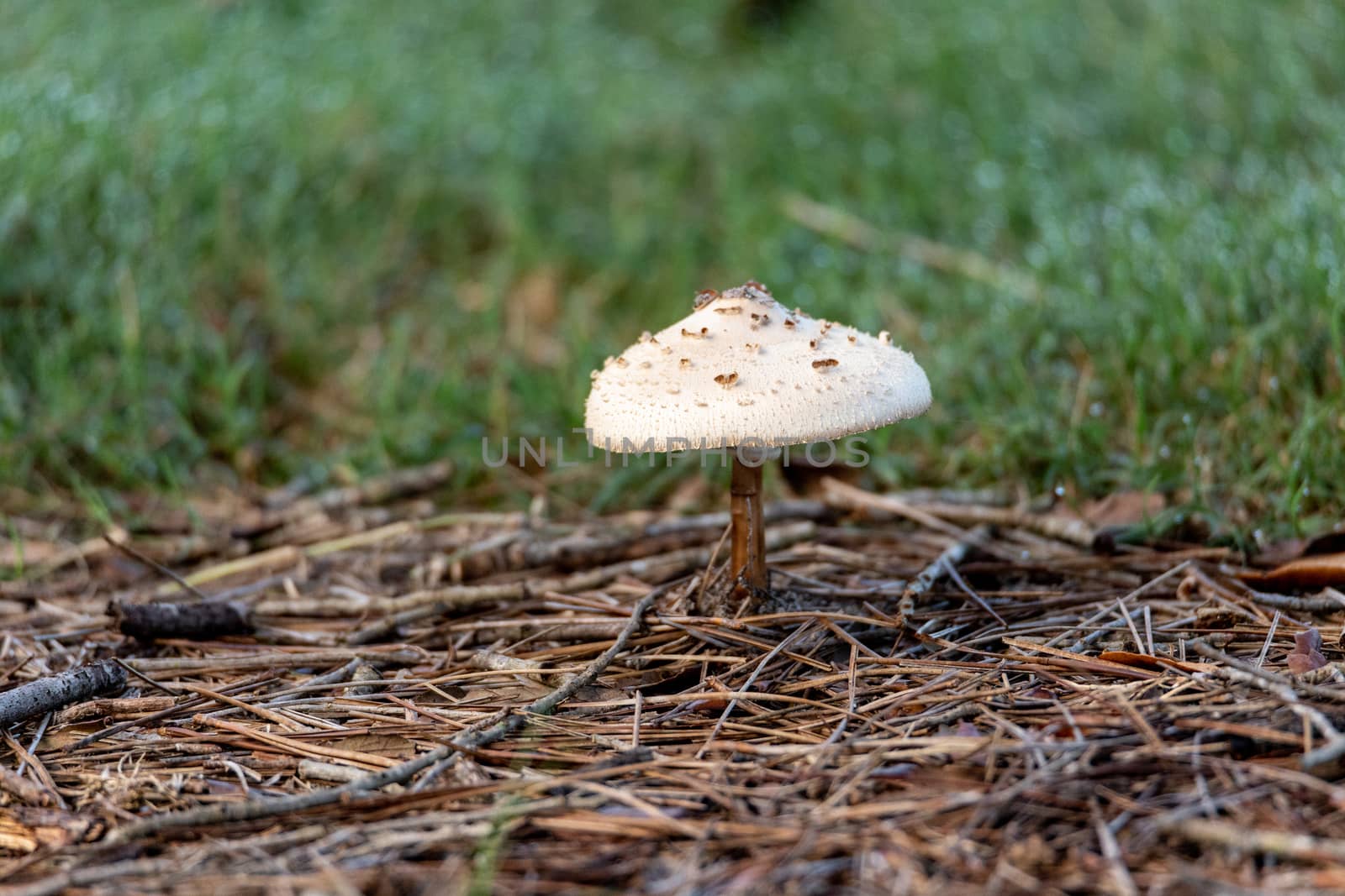 Golden Threads Lepidella  mushroom also called Amanita canescens is a fungus found in Florida.