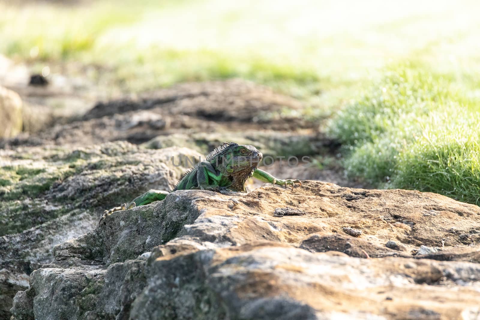 Green Iguana known scientifically as Iguana iguana by steffstarr