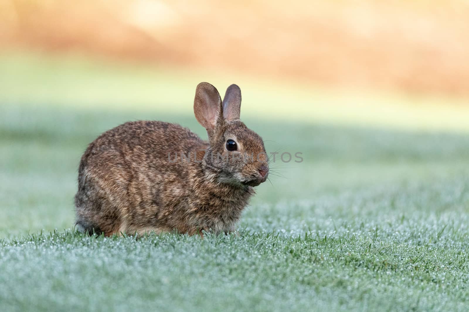 Marsh rabbit Sylvilagus palustris eats green grass by steffstarr