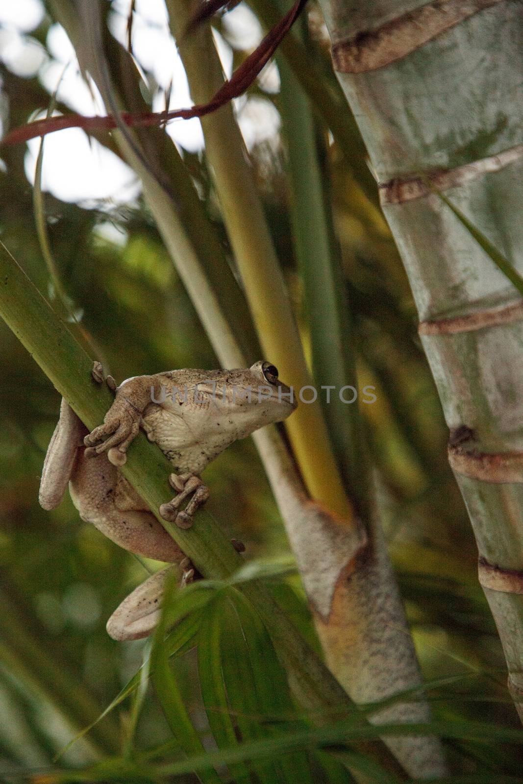 Cuban Tree Frog Osteopilus septentrionalis hangs on an areca pal by steffstarr