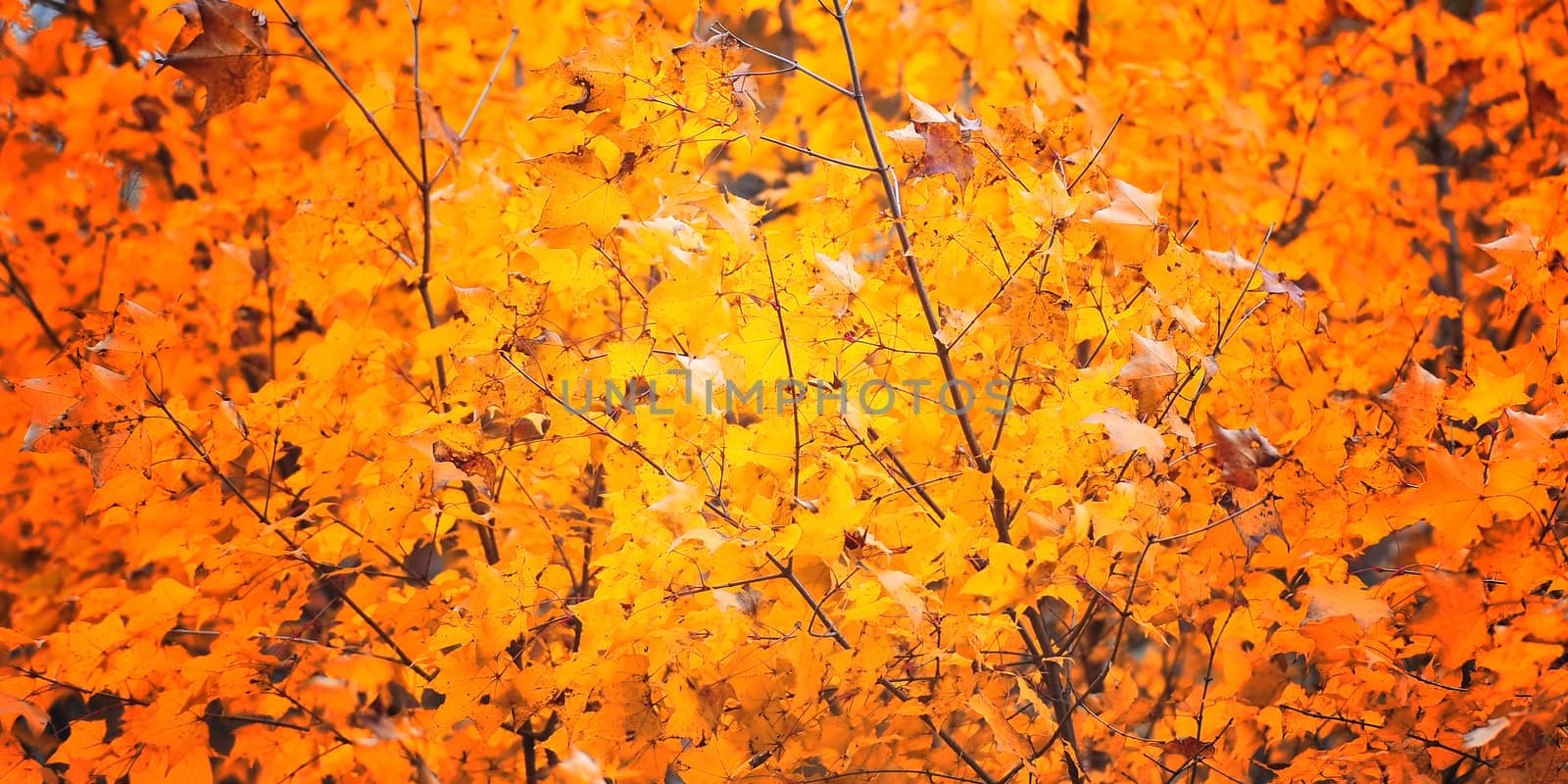 Golden leaves by Surasak