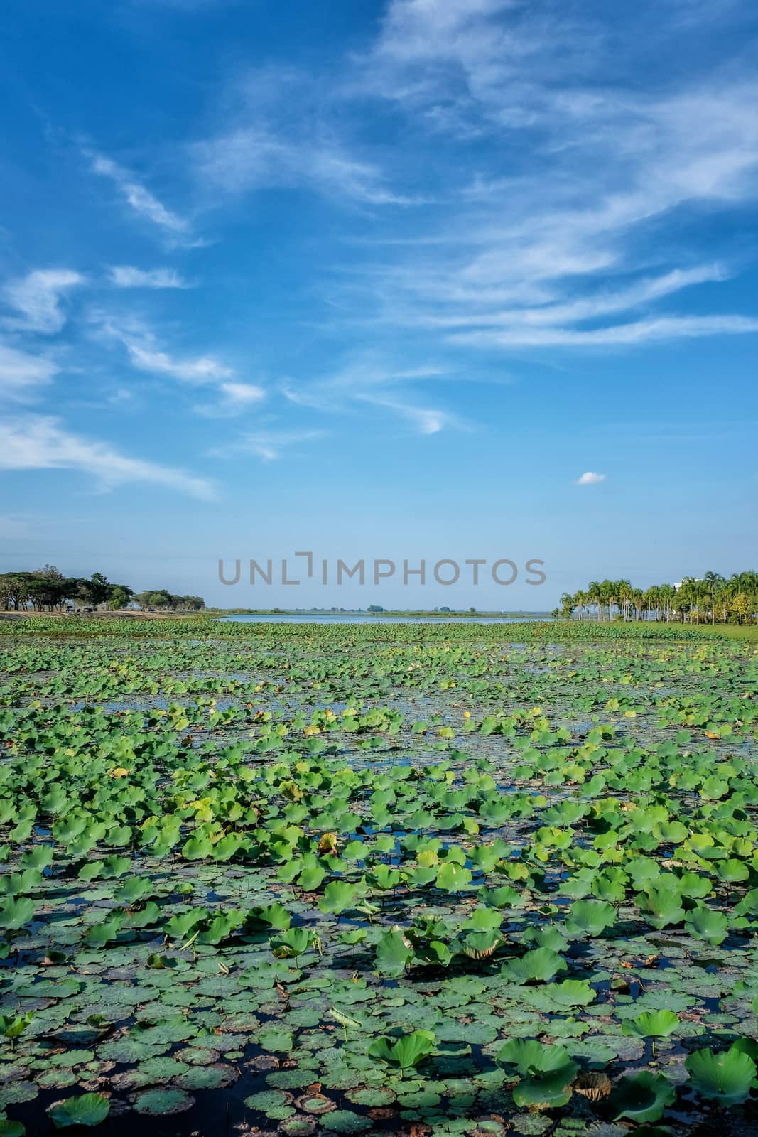 Lotus lake in Thailand by Surasak