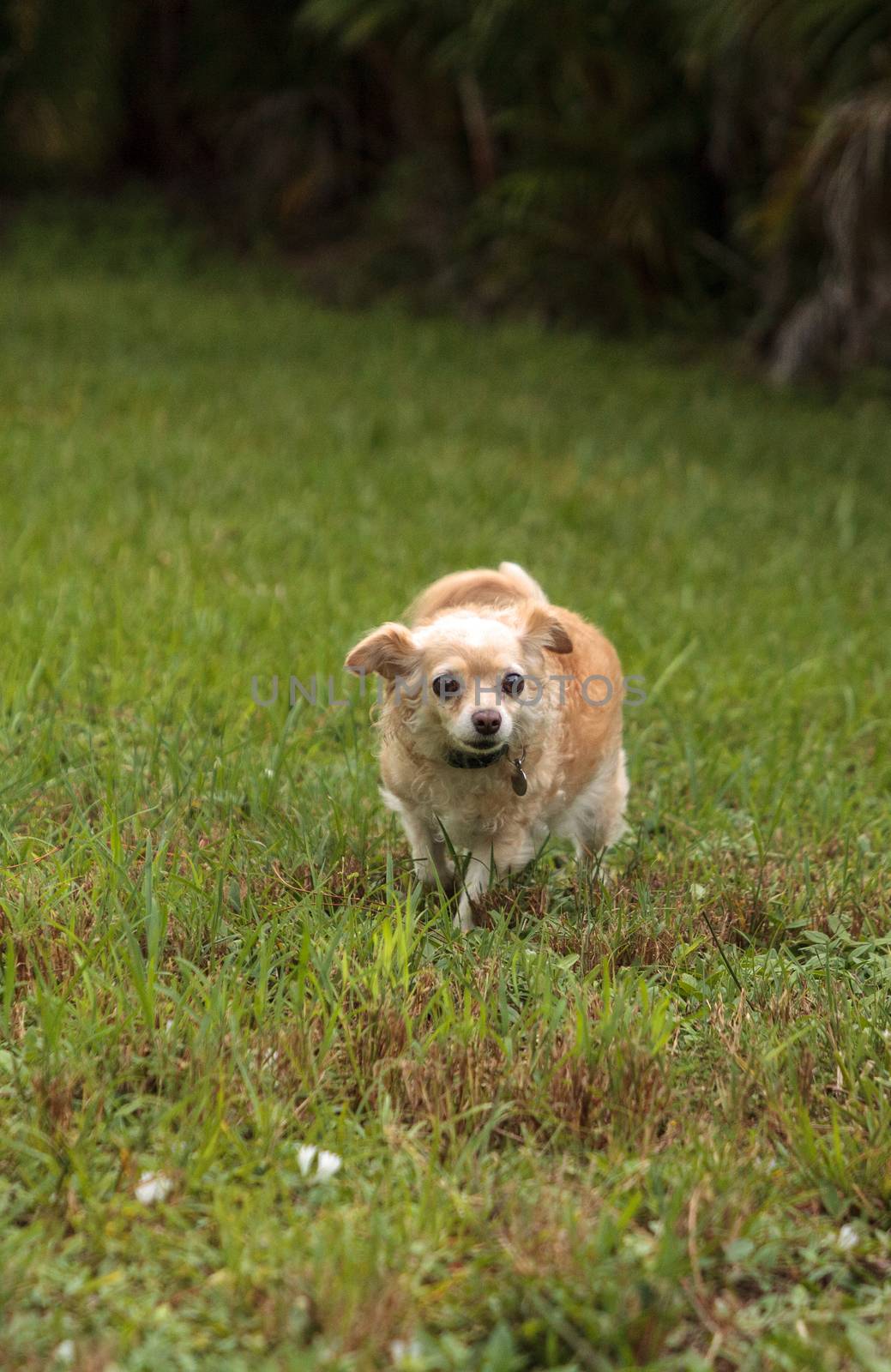 Curious blond Chihuahua dog explores a tropical garden by steffstarr