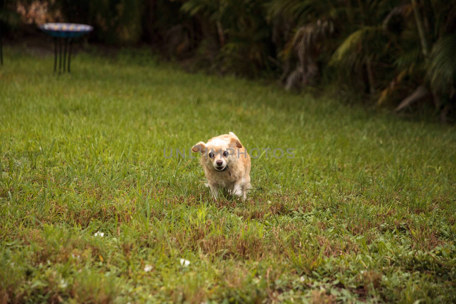 Curious blond Chihuahua dog explores a tropical garden by steffstarr