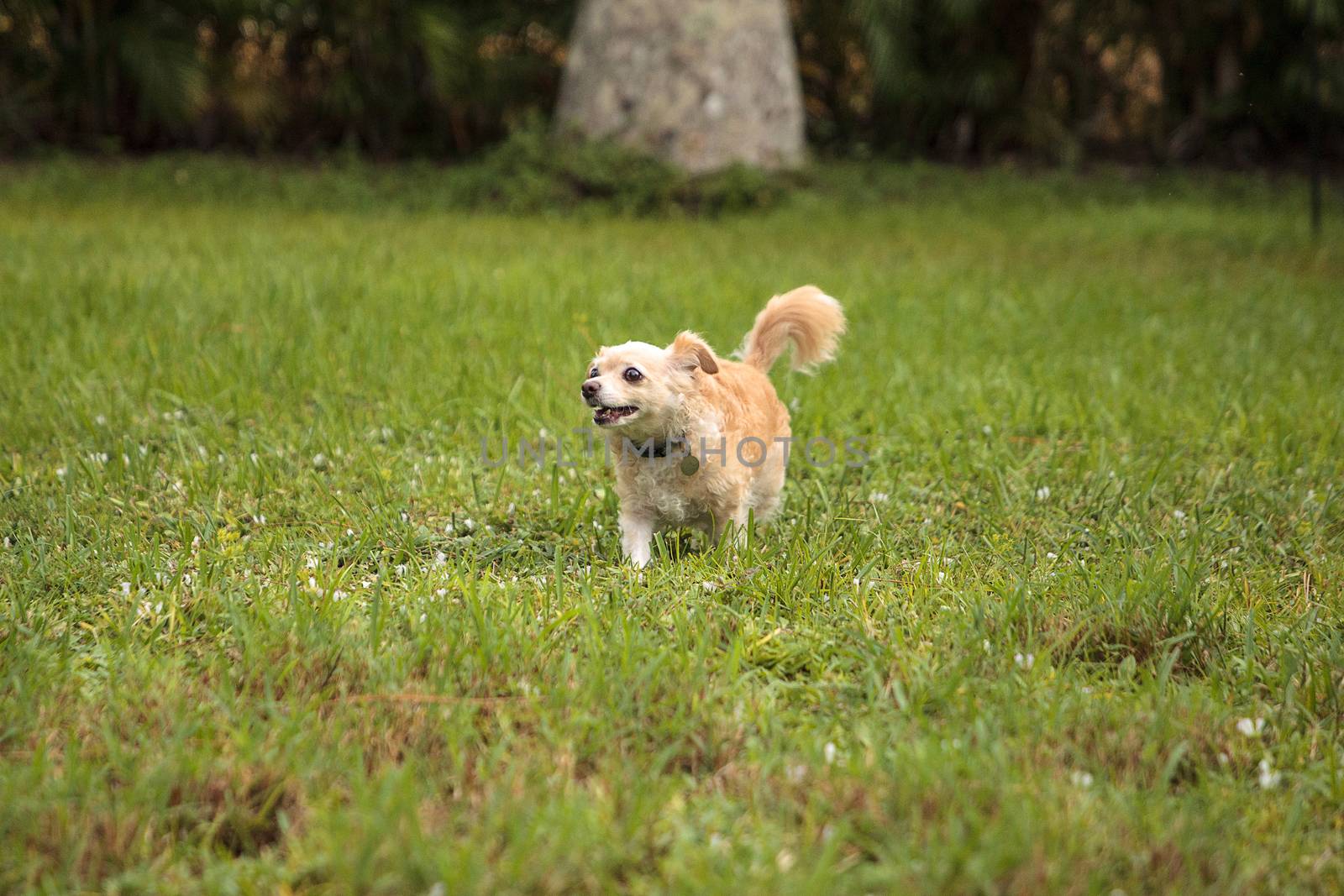 Curious blond Chihuahua dog explores a tropical garden in Florida.