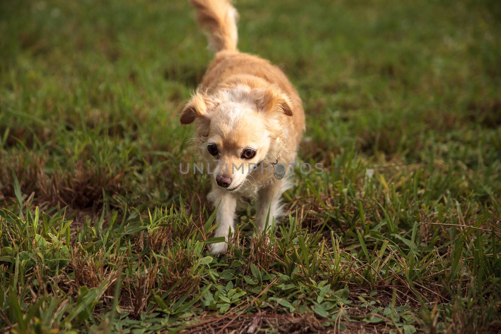 Curious blond Chihuahua dog explores a tropical garden in Florida.