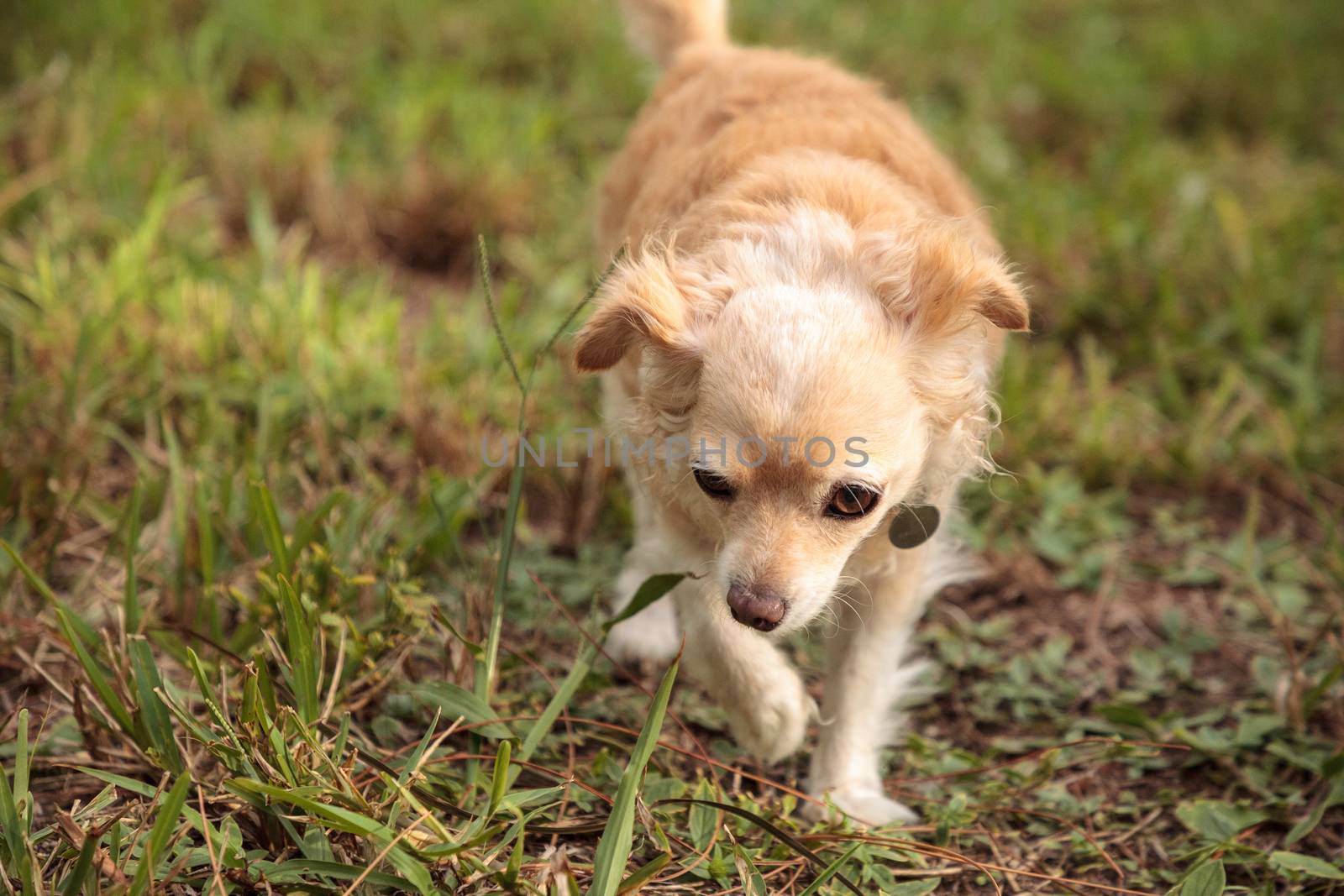 Curious blond Chihuahua dog explores a tropical garden in Florida.