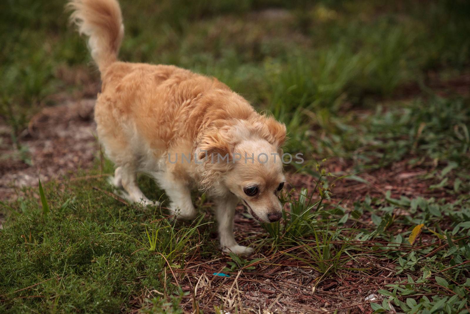 Curious blond Chihuahua dog explores a tropical garden in Florida.