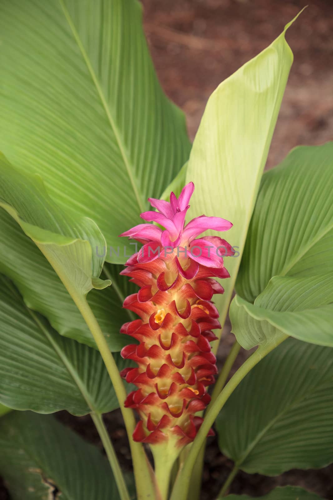 Jewel of Burma ginger flower Curcuma roscoeana is also called orange ginger, orange hidden ginger and Burmese hidden lily and can be found in India.