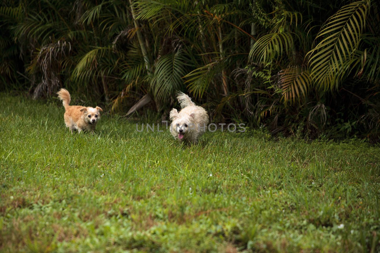 Two dogs playing, including a Happy running West Highland Terrier dog and a Chihuahua running through a tropical garden in Florida.