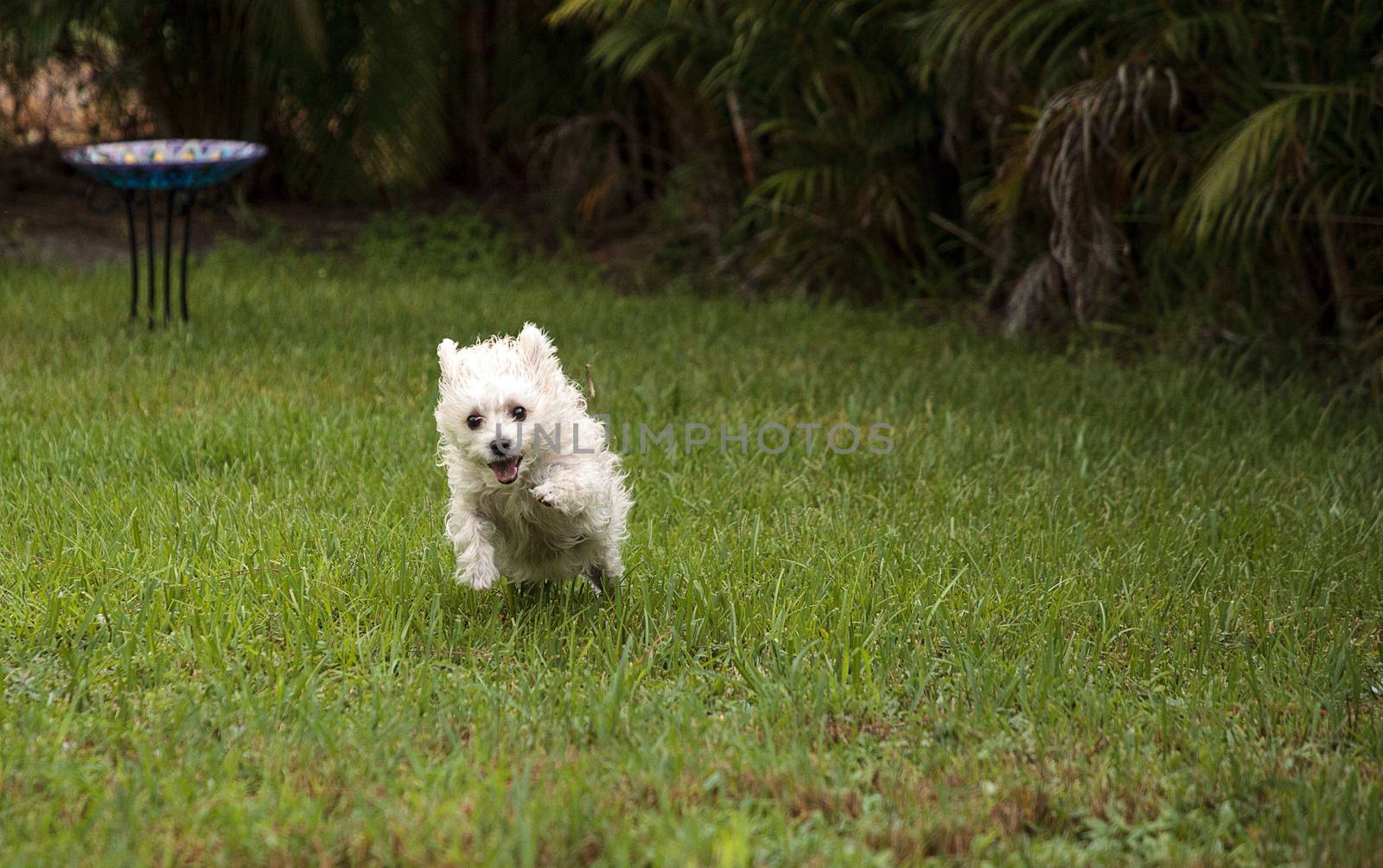 Happy running West Highland Terrier dog runs by steffstarr