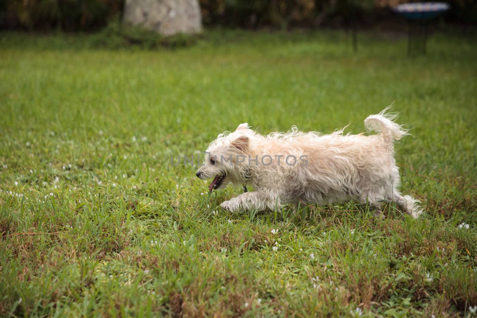 Happy running West Highland Terrier dog runs by steffstarr