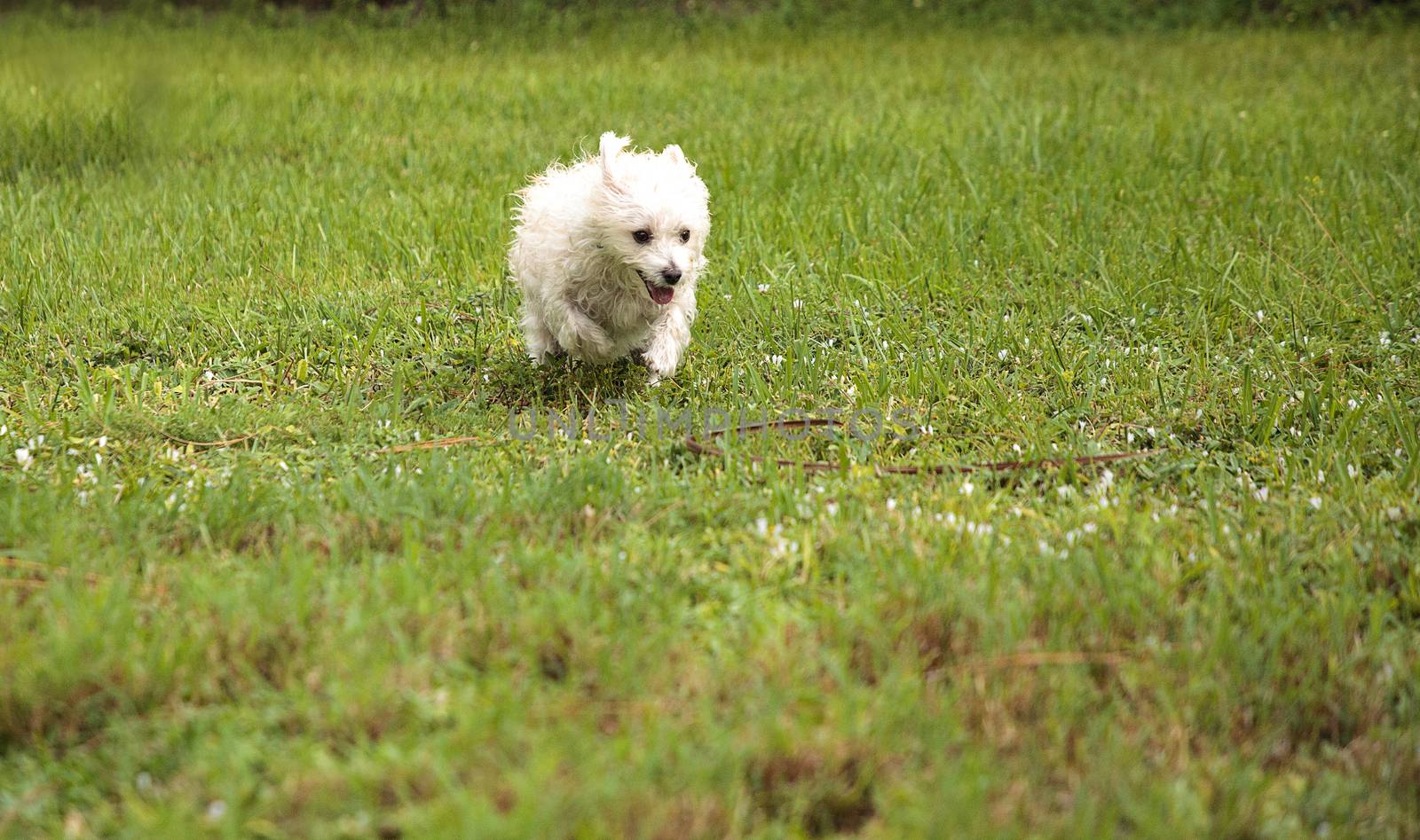 Happy running West Highland Terrier dog runs through a tropical garden in Florida.