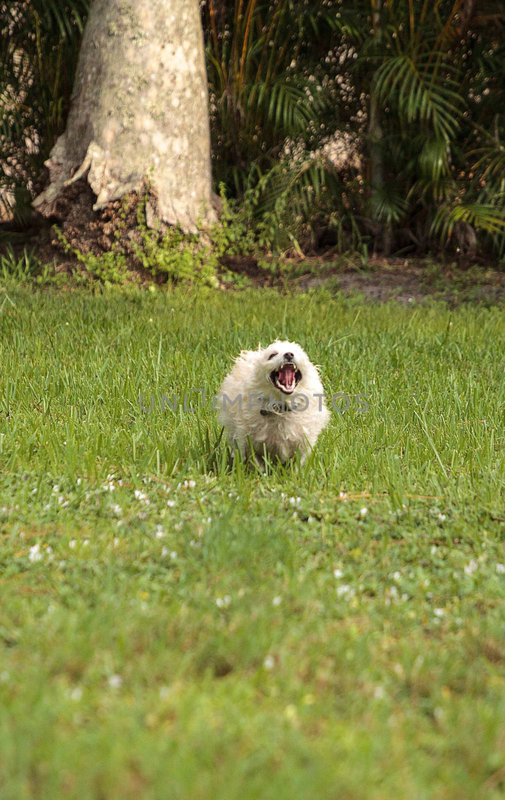 Happy running West Highland Terrier dog runs through a tropical garden in Florida.