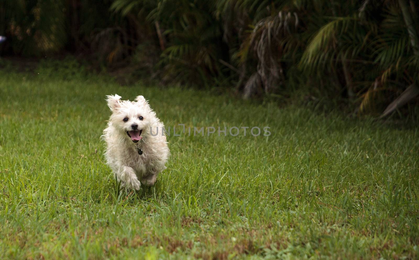 Happy running West Highland Terrier dog runs through a tropical garden in Florida.