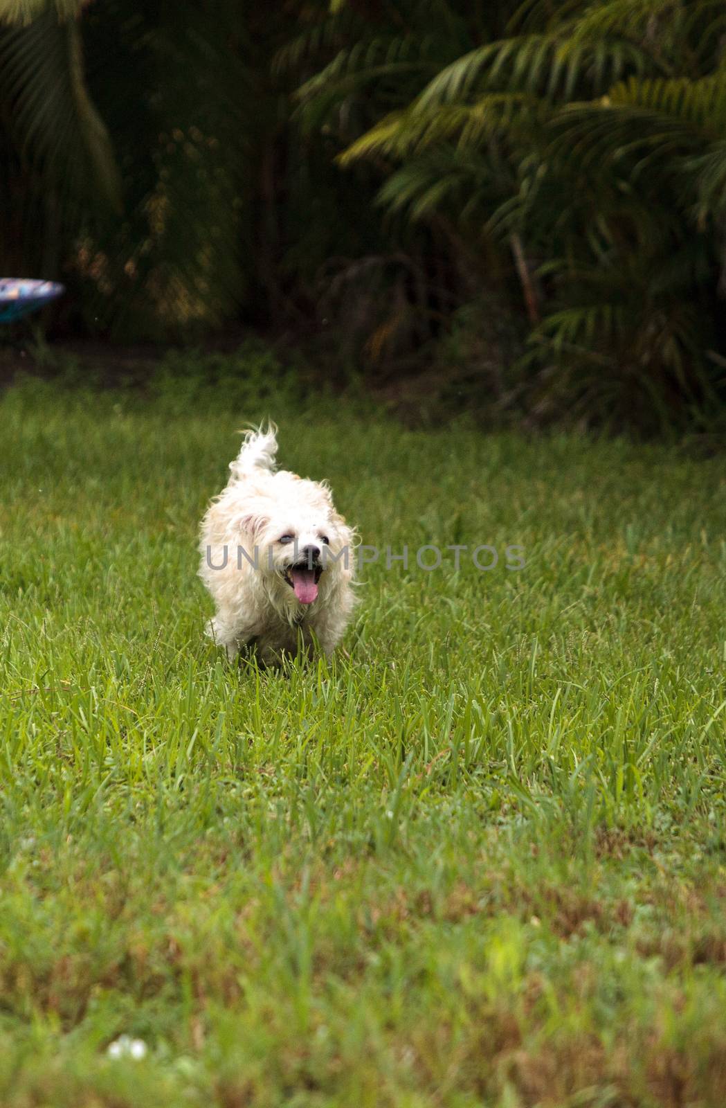 Happy running West Highland Terrier dog runs by steffstarr