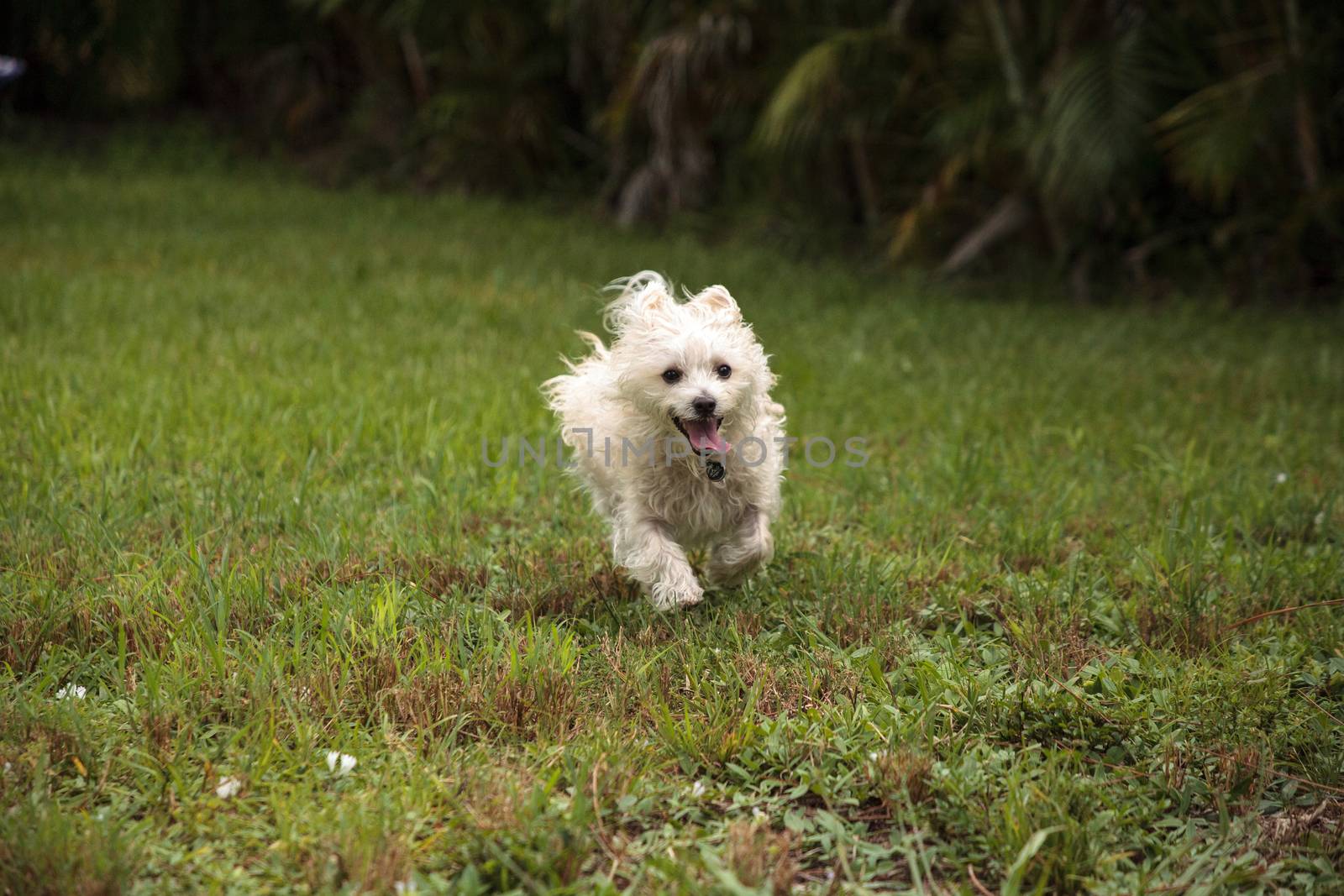 Happy running West Highland Terrier dog runs through a tropical garden in Florida.