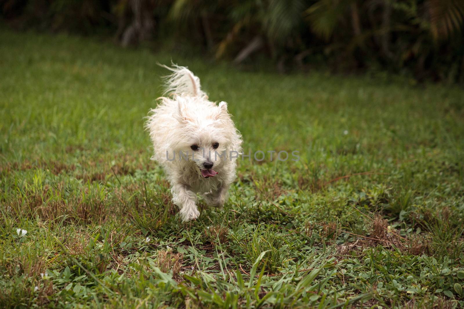 Happy running West Highland Terrier dog runs by steffstarr