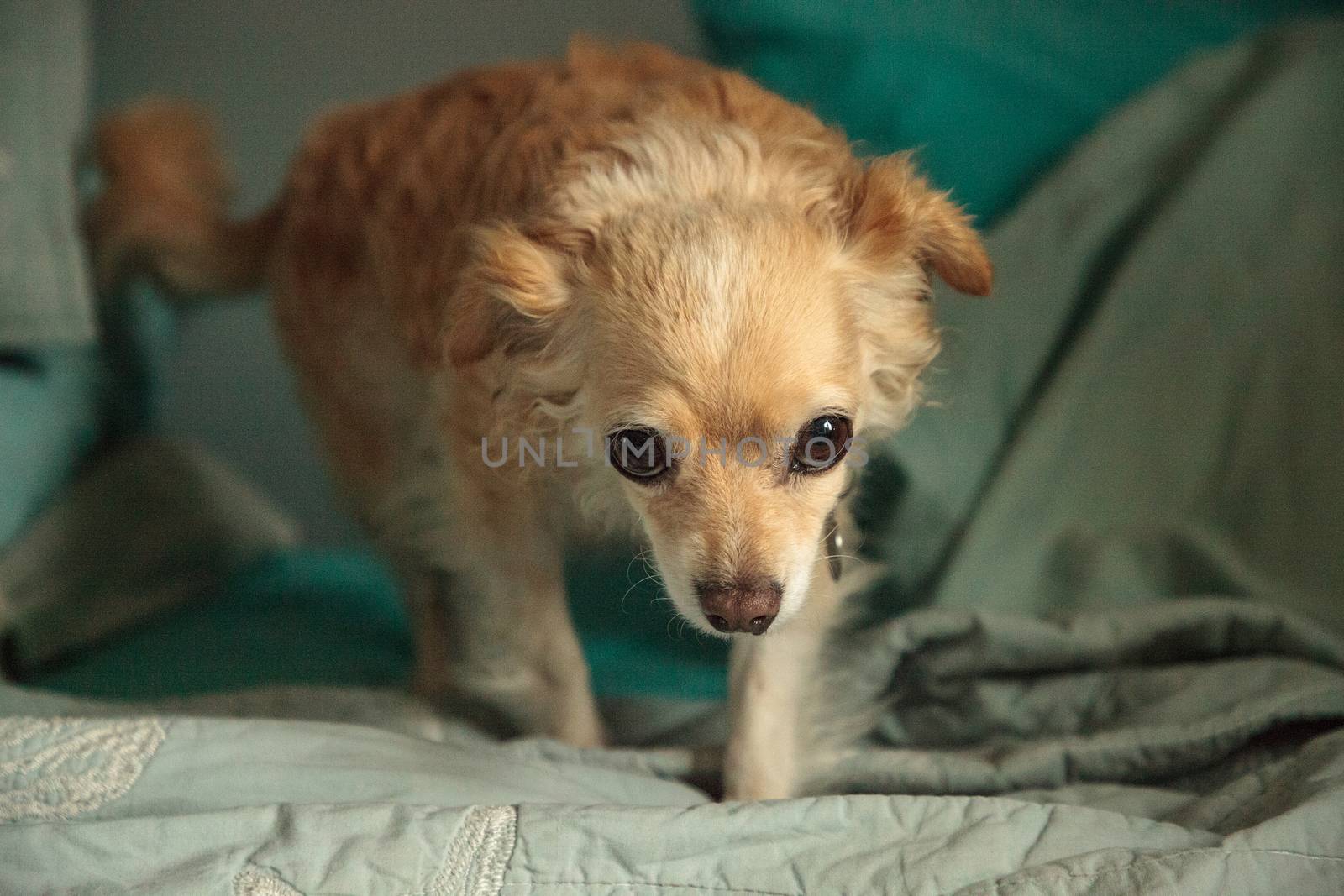 Timid blond Chihuahua dog between pillows on a blue bed.