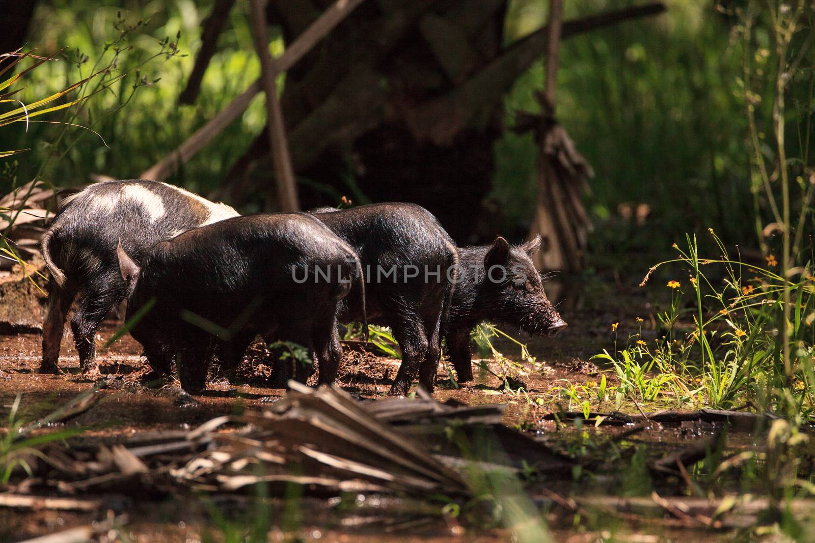 Baby wild hog also called feral hog or Sus scrofa forage for food in Myakka River State Park during the flood season in Sarasota, Florida.