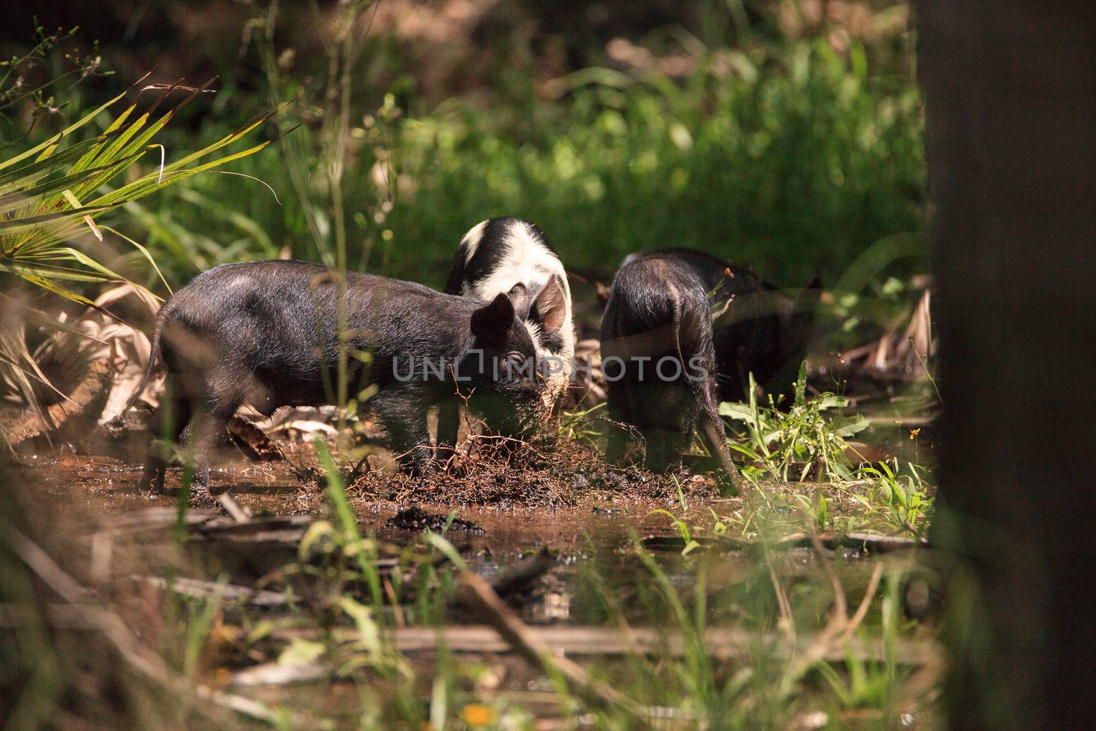 Baby wild hog also called feral hog or Sus scrofa forage for foo by steffstarr