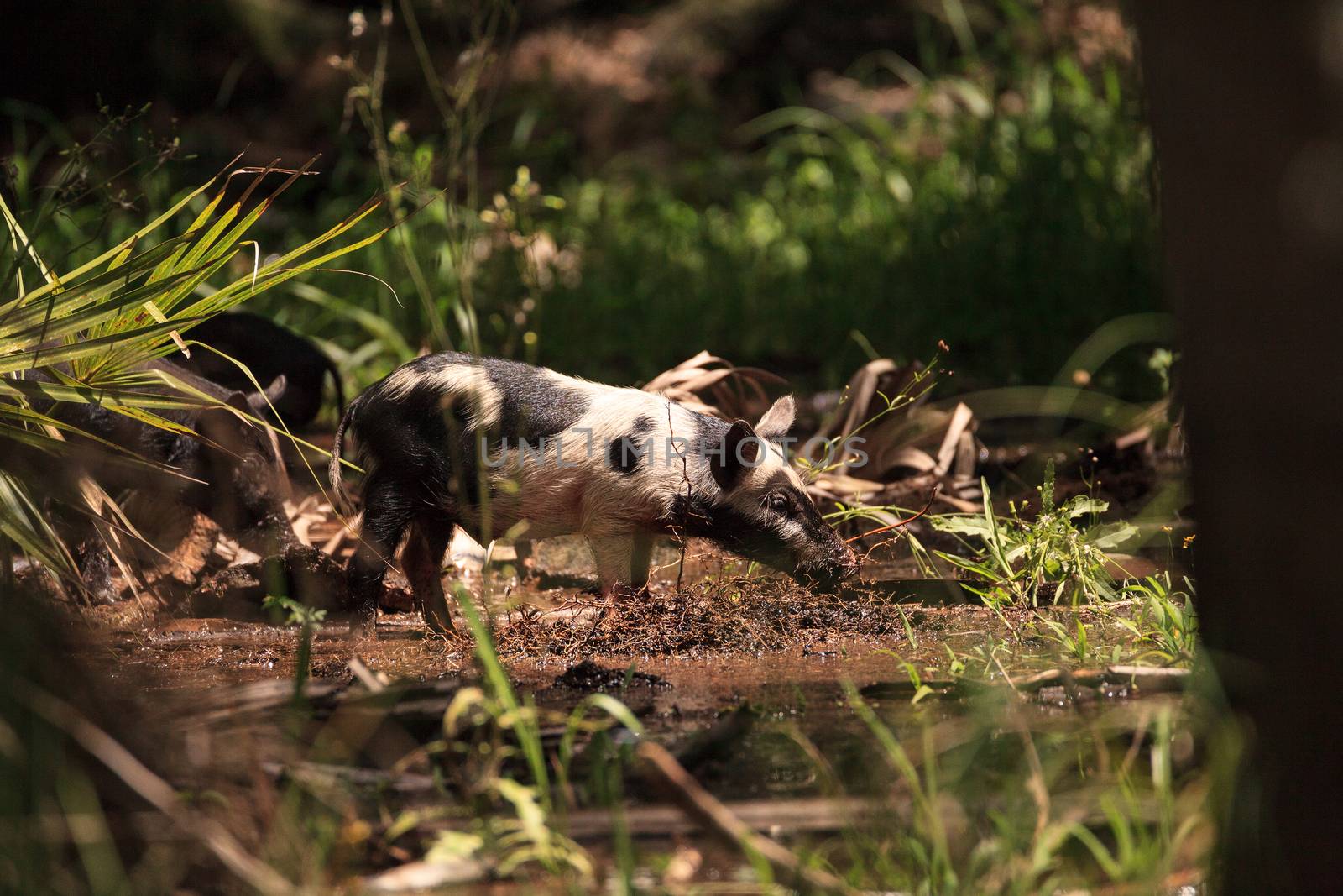 Baby wild hog also called feral hog or Sus scrofa forage for foo by steffstarr