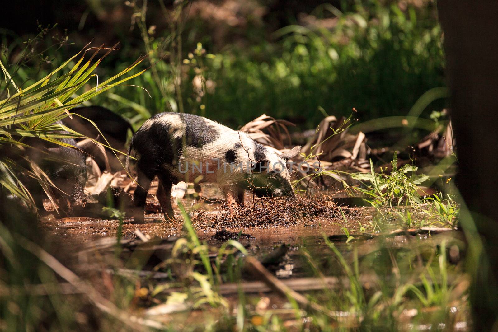 Baby wild hog also called feral hog or Sus scrofa forage for foo by steffstarr
