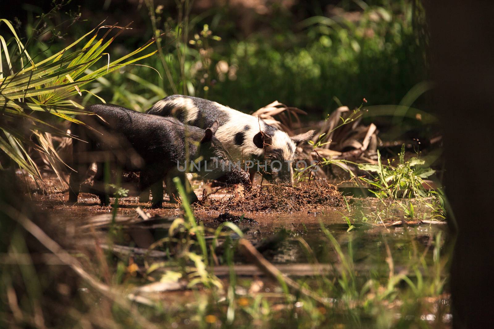 Baby wild hog also called feral hog or Sus scrofa forage for food in Myakka River State Park during the flood season in Sarasota, Florida.