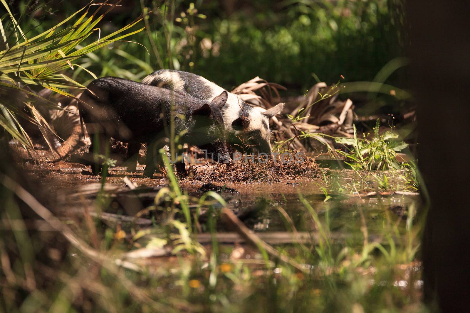 Baby wild hog also called feral hog or Sus scrofa forage for food in Myakka River State Park during the flood season in Sarasota, Florida.