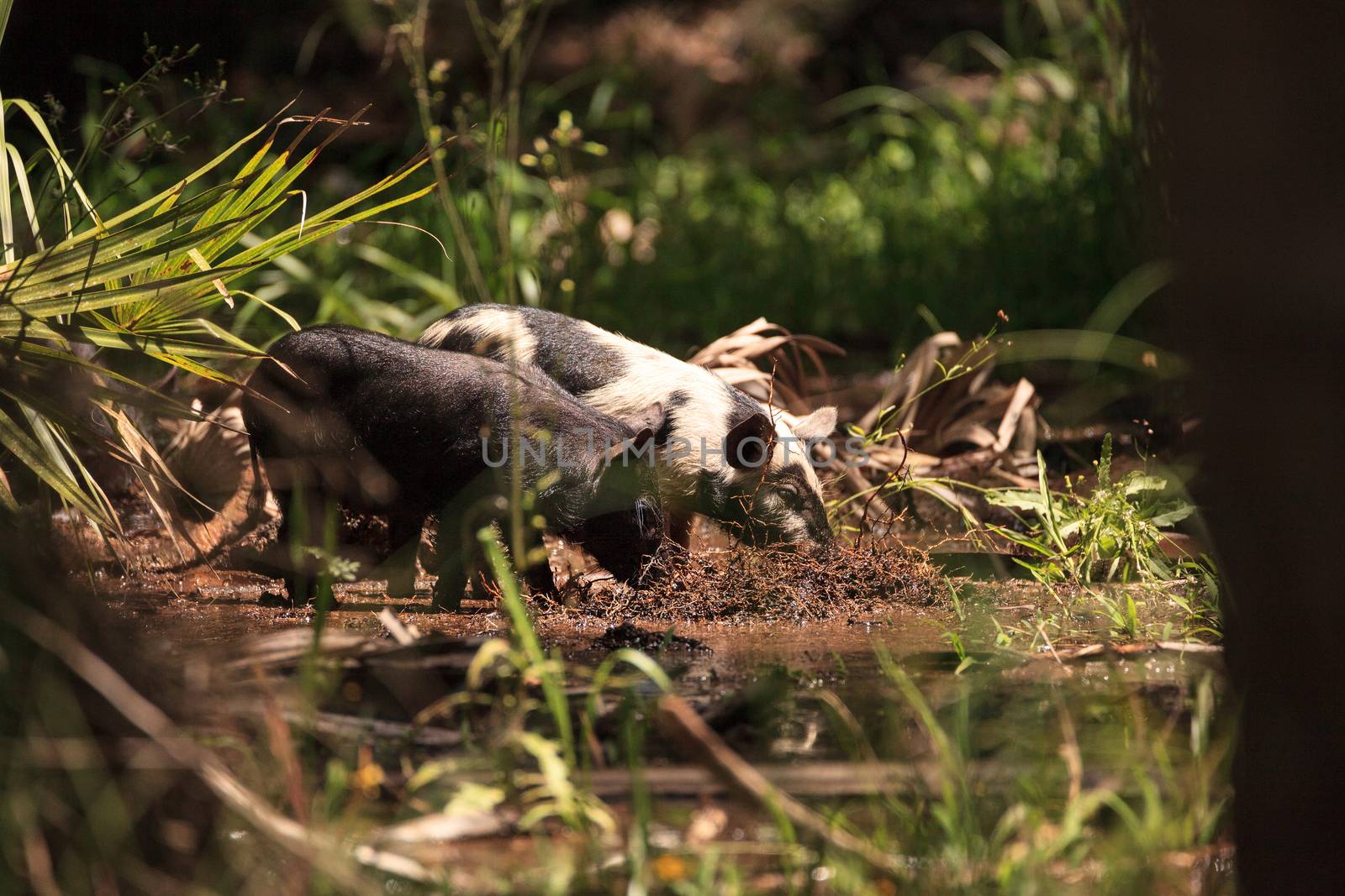 Baby wild hog also called feral hog or Sus scrofa forage for food in Myakka River State Park during the flood season in Sarasota, Florida.