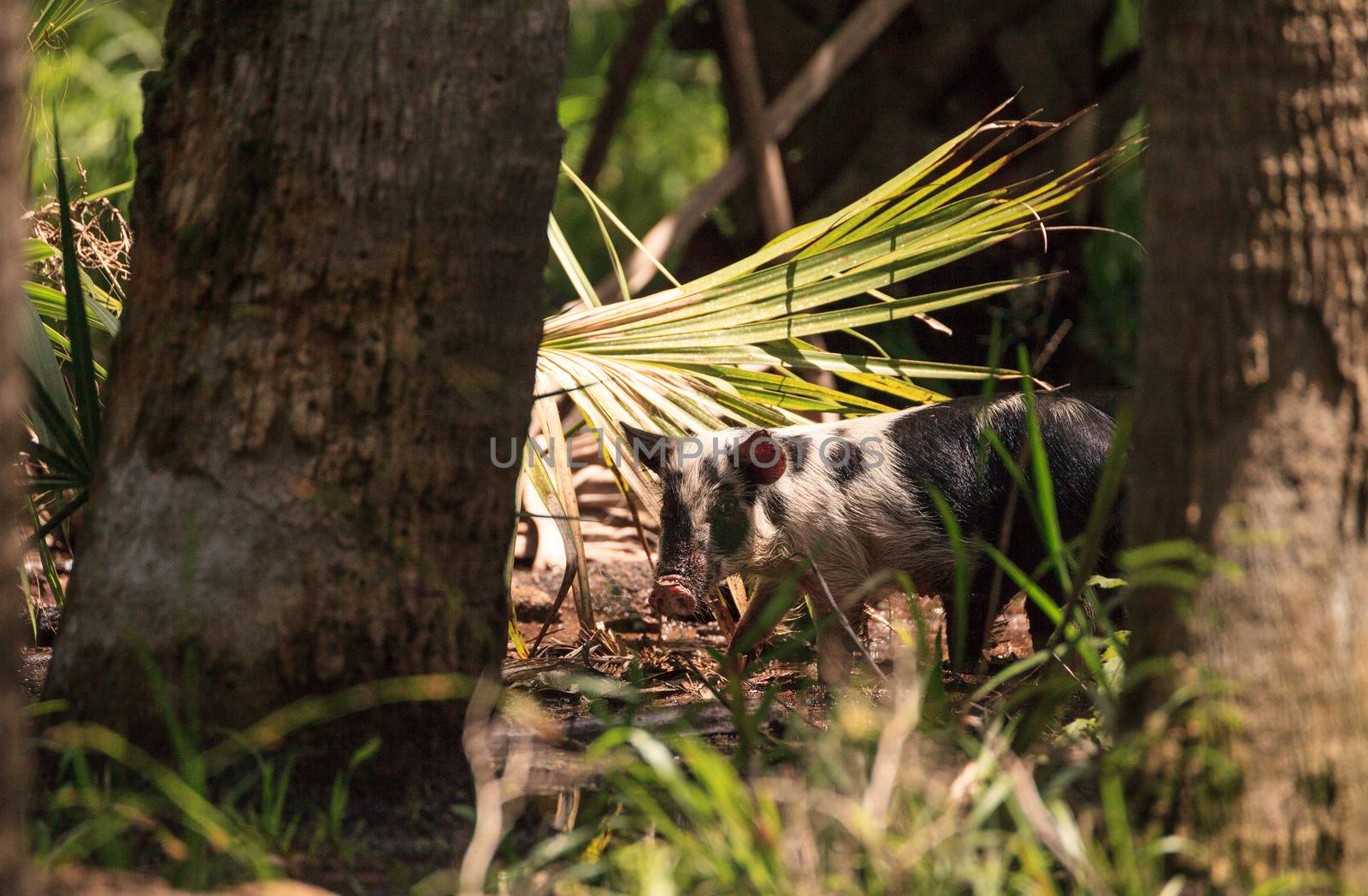 Baby wild hog also called feral hog or Sus scrofa forage for foo by steffstarr