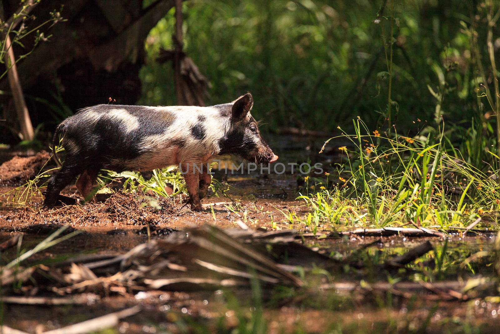 Baby wild hog also called feral hog or Sus scrofa forage for food in Myakka River State Park during the flood season in Sarasota, Florida.