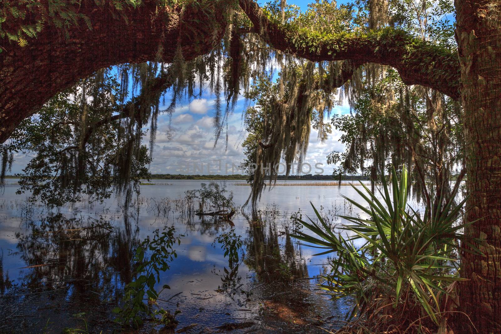 Seasonal flooded swamp of Myakka River State Park in Sarasota, Florida.