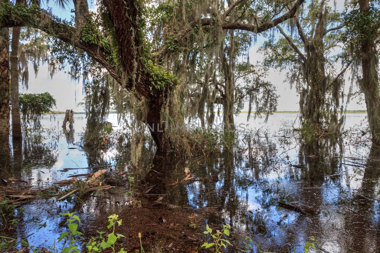 Seasonal flooded swamp of Myakka River State Park in Sarasota, Florida.