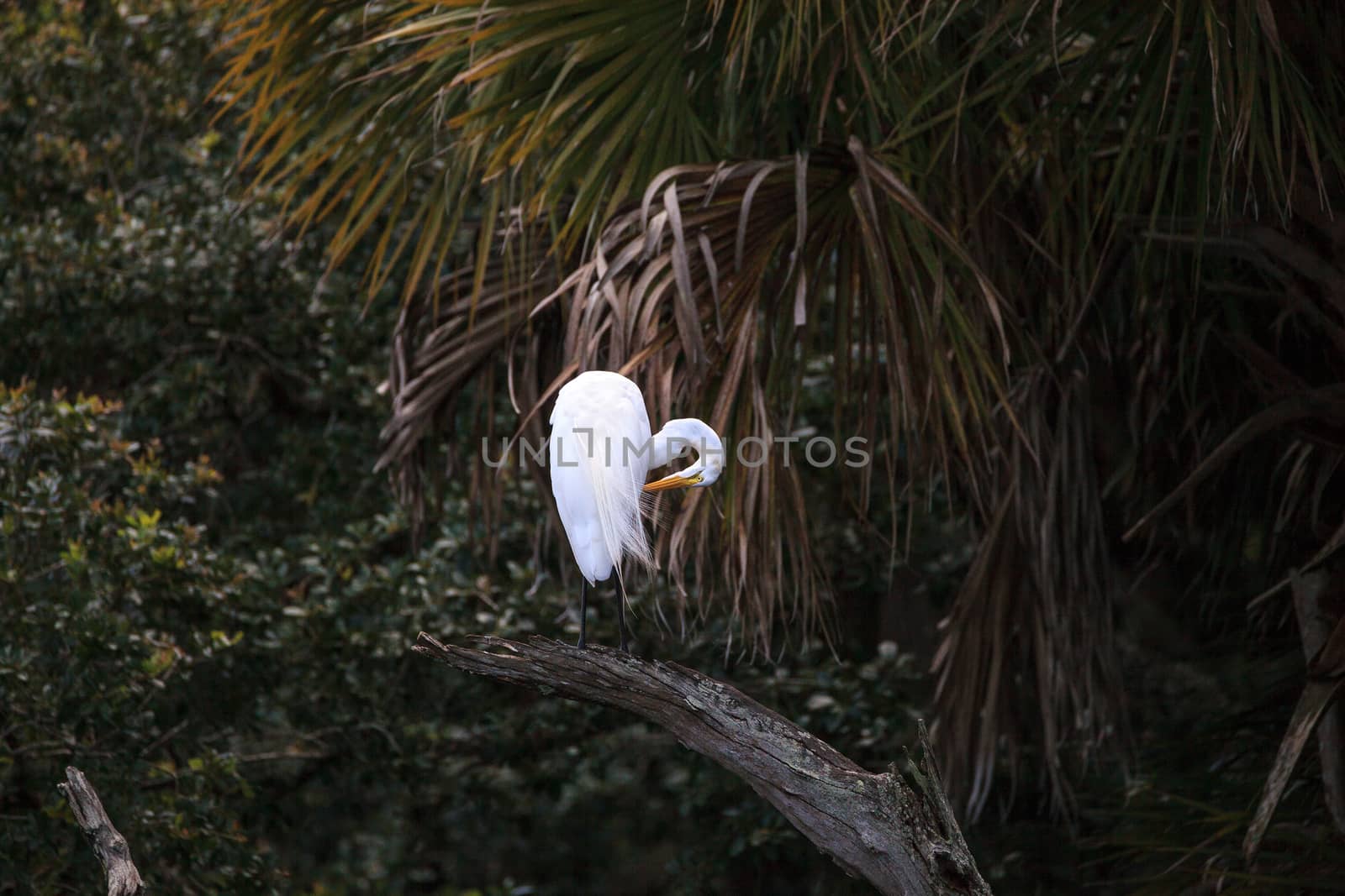 Great white egret wading bird perched on a tree in swamp of Myakka River State Park in Sarasota, Florida.