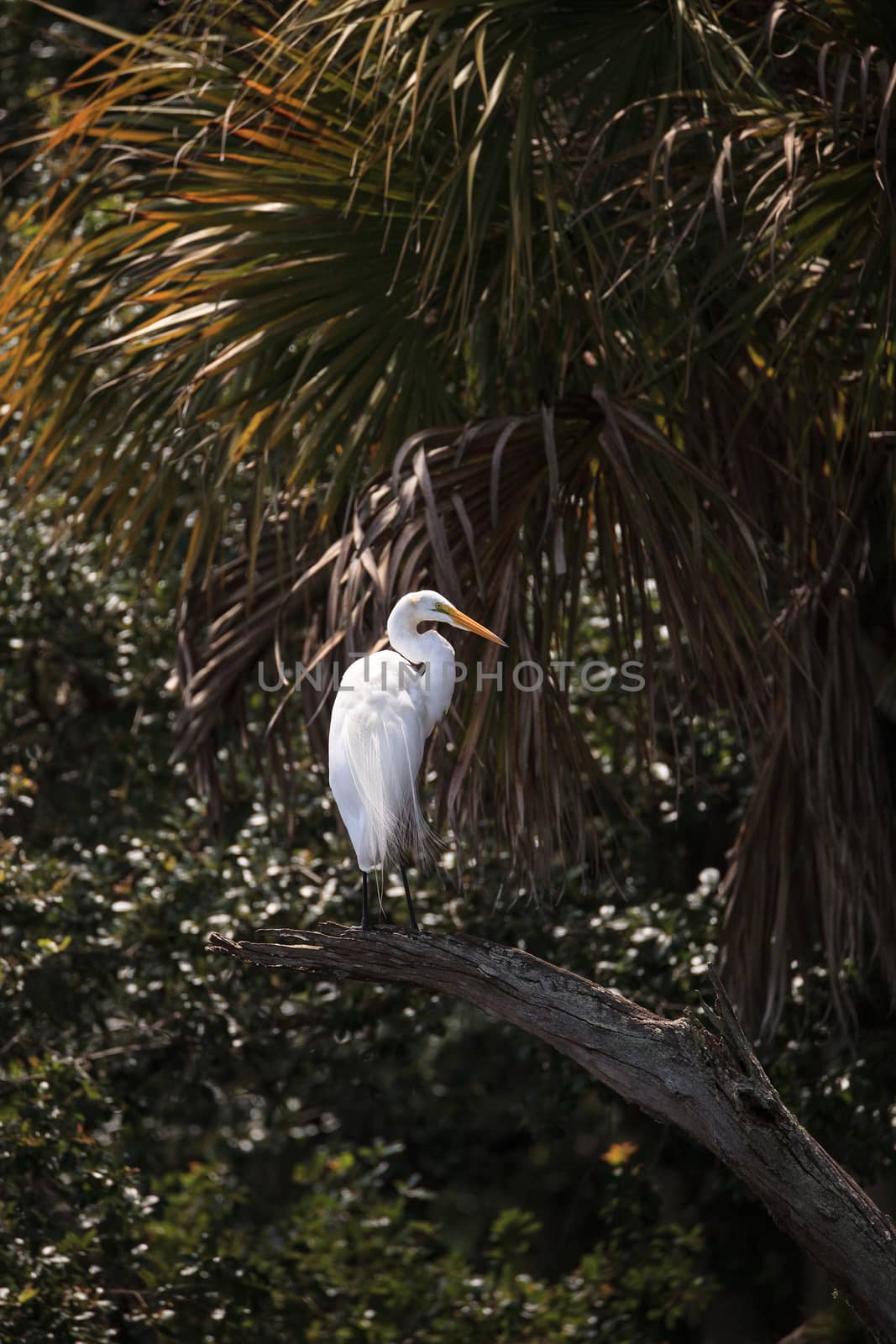 Great white egret wading bird perched on a tree in swamp of Myakka River State Park in Sarasota, Florida.