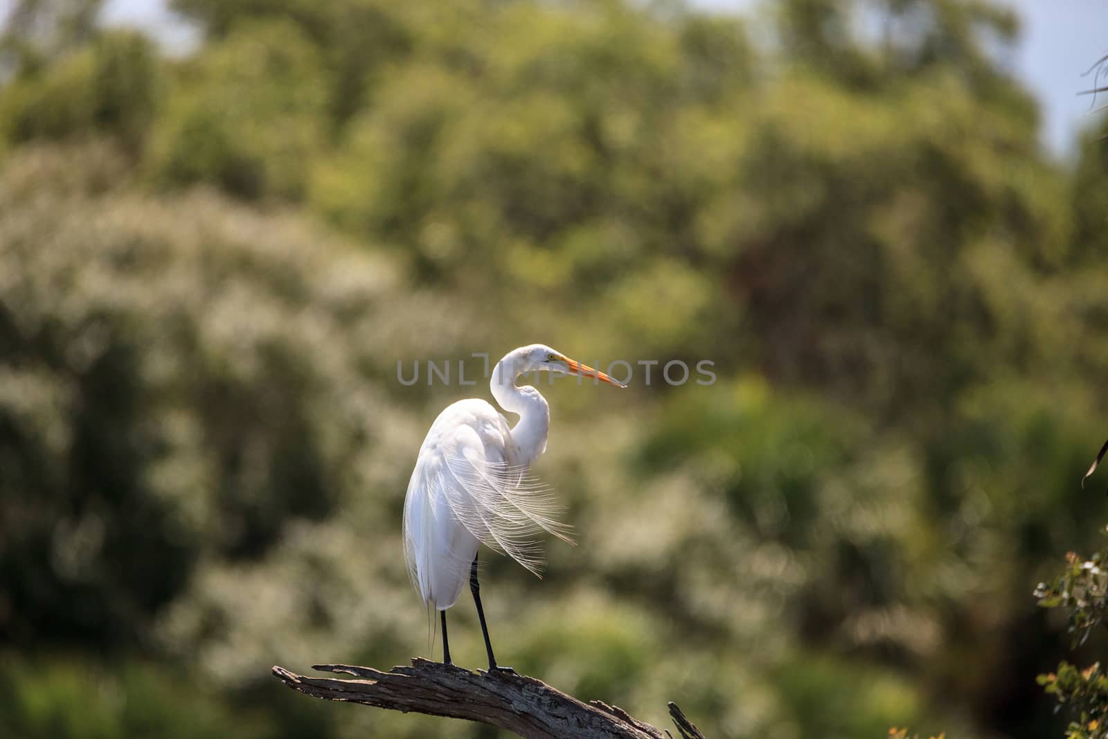 Great white egret wading bird perched on a tree in swamp by steffstarr