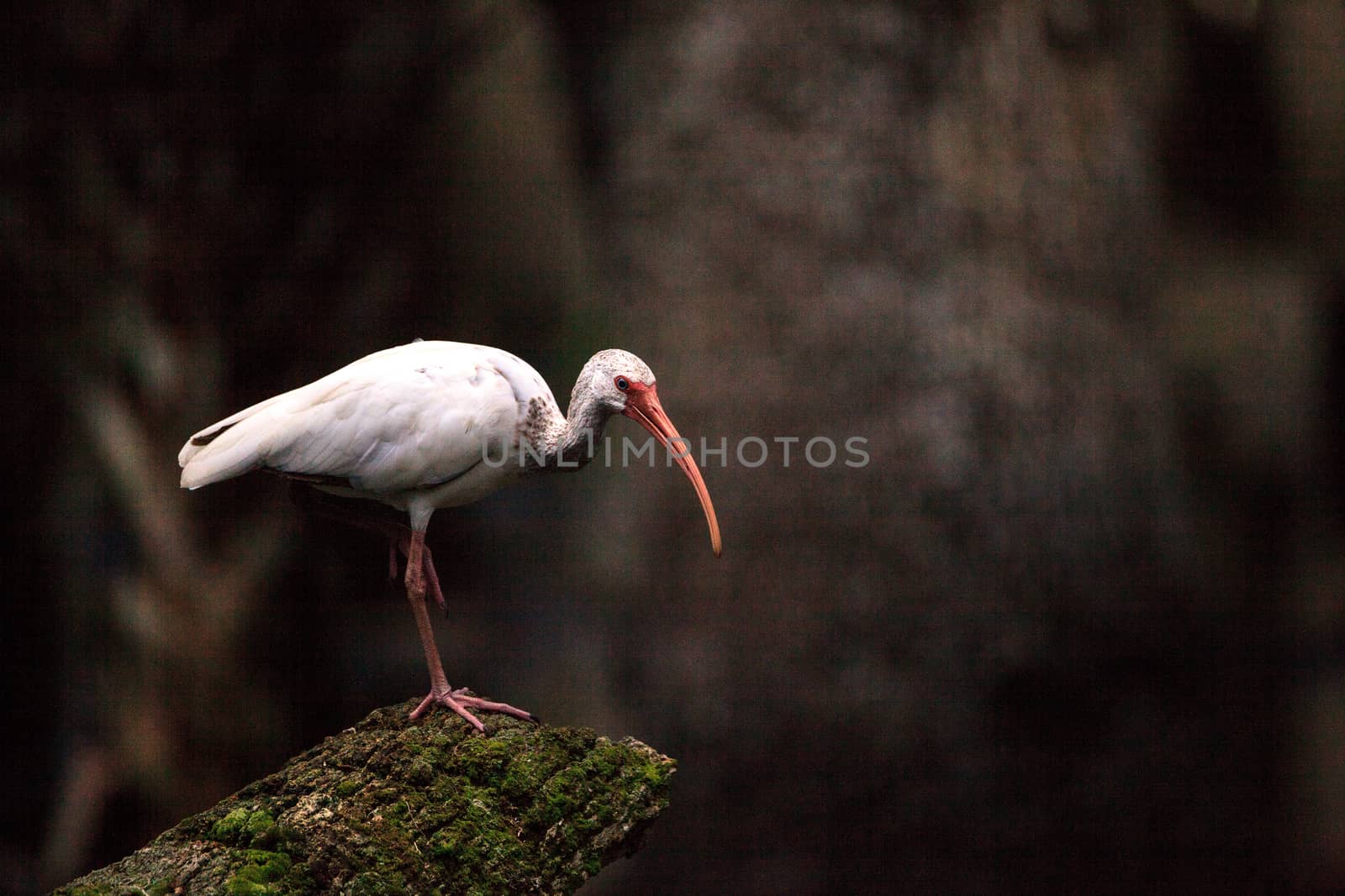 American white bird Eudocimus albus wading bird perched by steffstarr