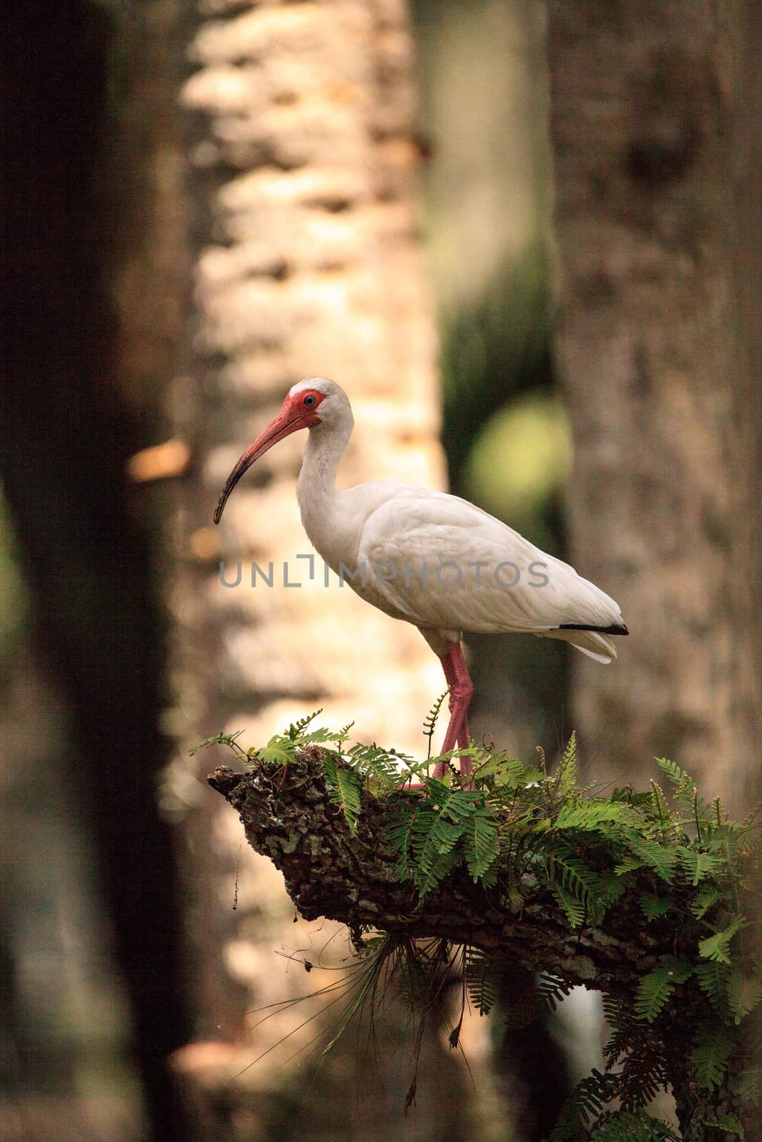 American white bird Eudocimus albus wading bird perched by steffstarr