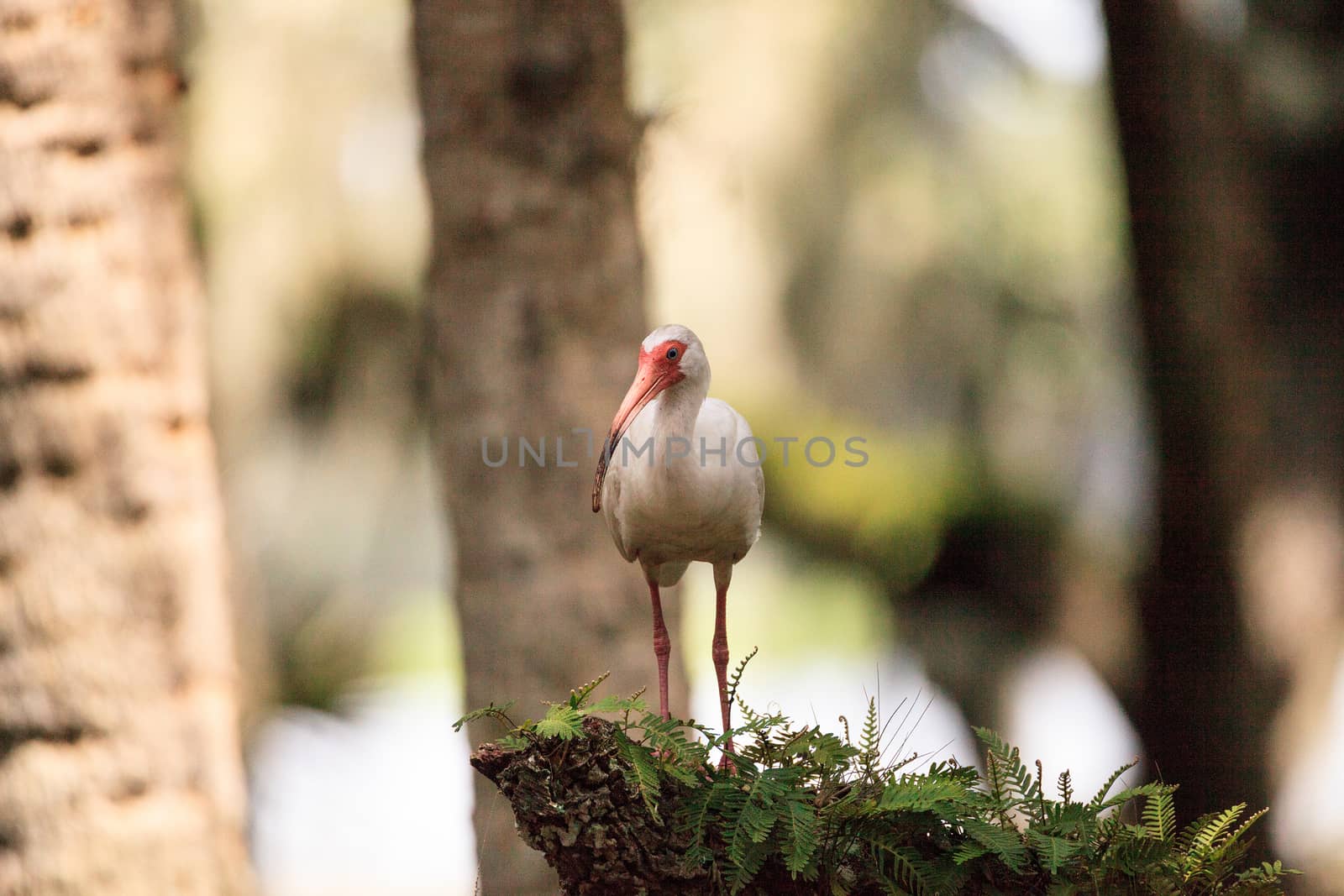 American white bird Eudocimus albus wading bird perched by steffstarr