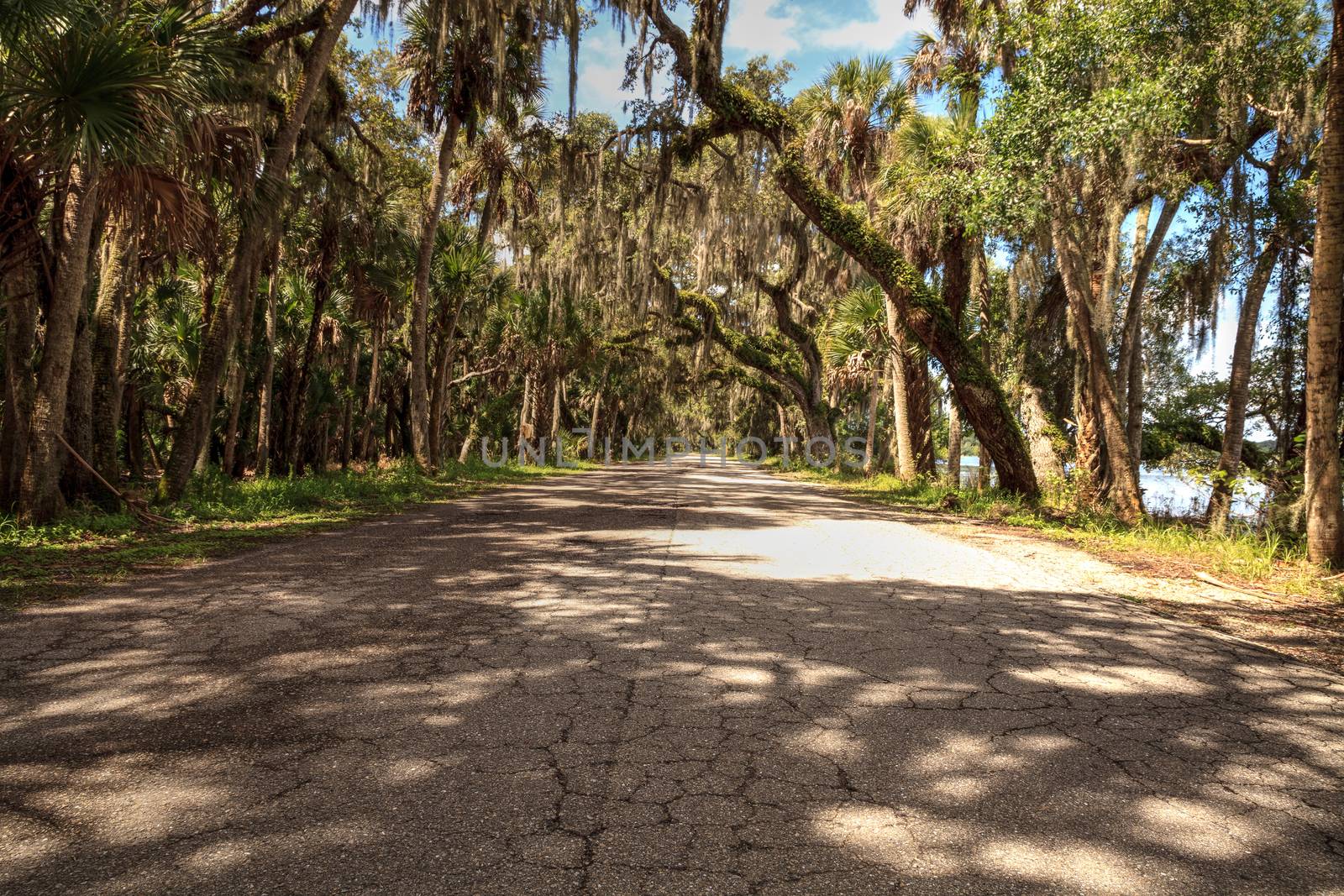 Spanish  moss hangs from trees that line the road in Seasonal flooded swamp of Myakka River State Park in Sarasota, Florida.