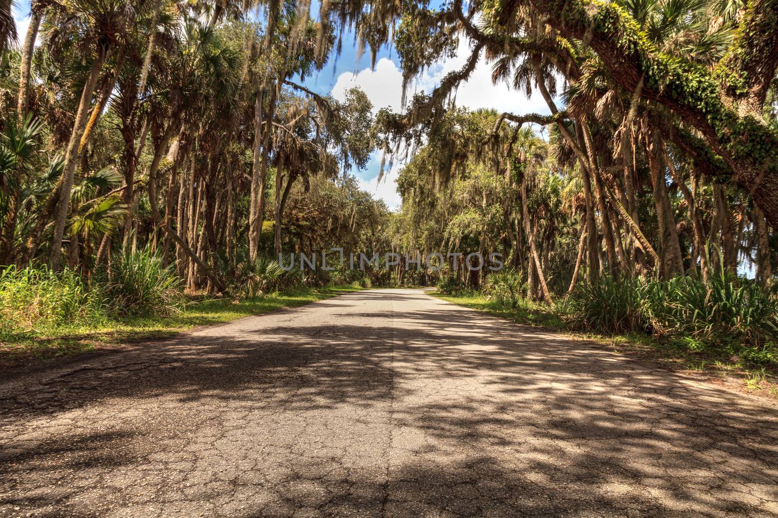 Spanish  moss hangs from trees that line the road in Seasonal flooded swamp of Myakka River State Park in Sarasota, Florida.